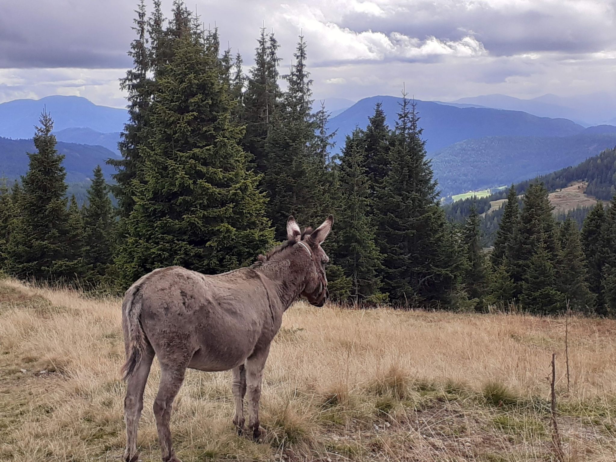 Lachtalhütte-Binnen