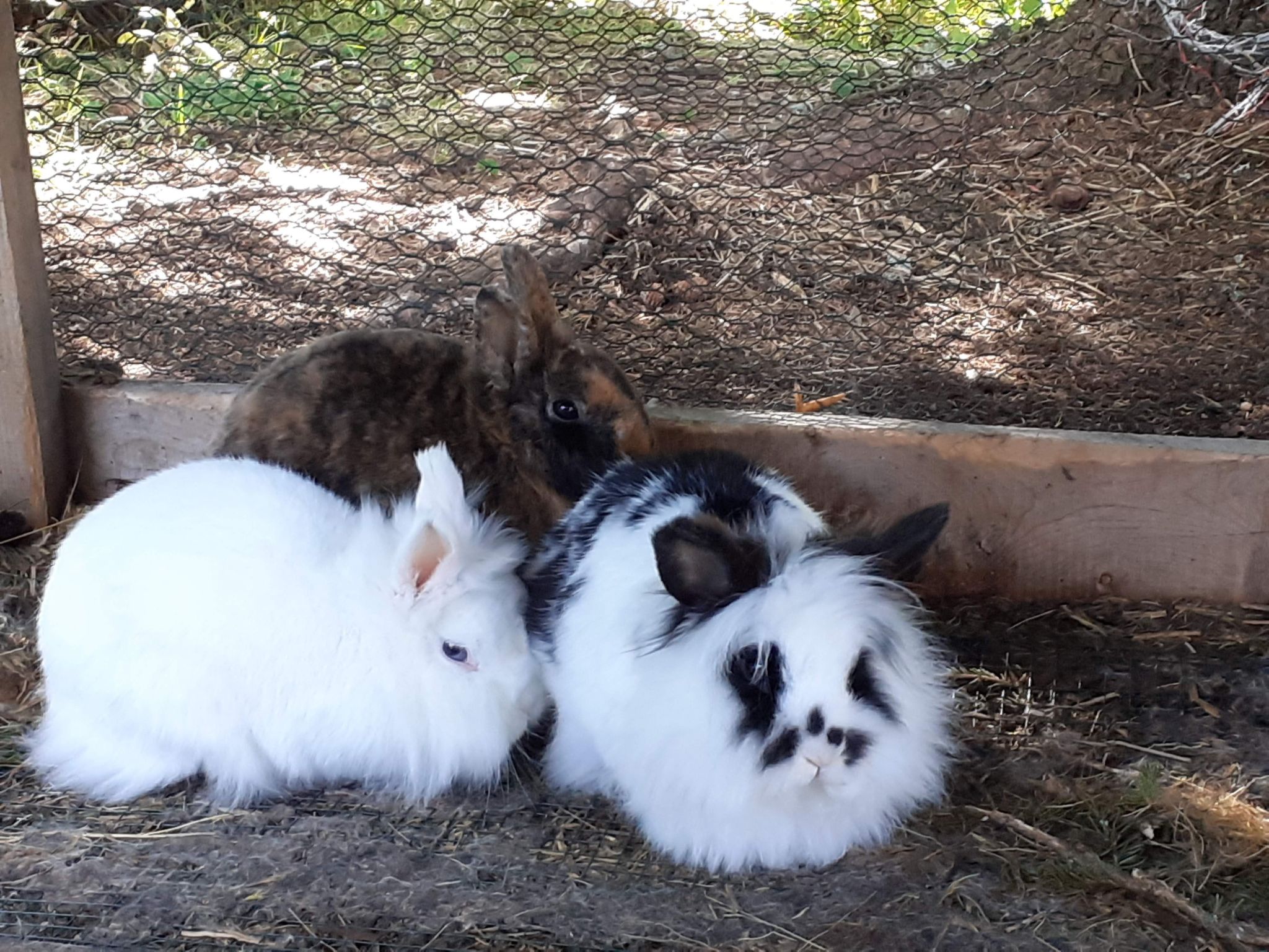 Lachtalhütte-Binnen