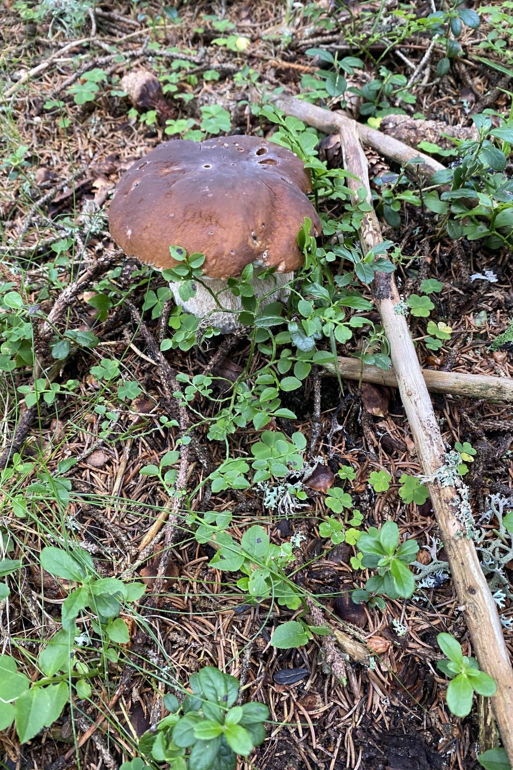 Skihütte im Lachtal mit Kaminofen und Sauna-Image-tags.info