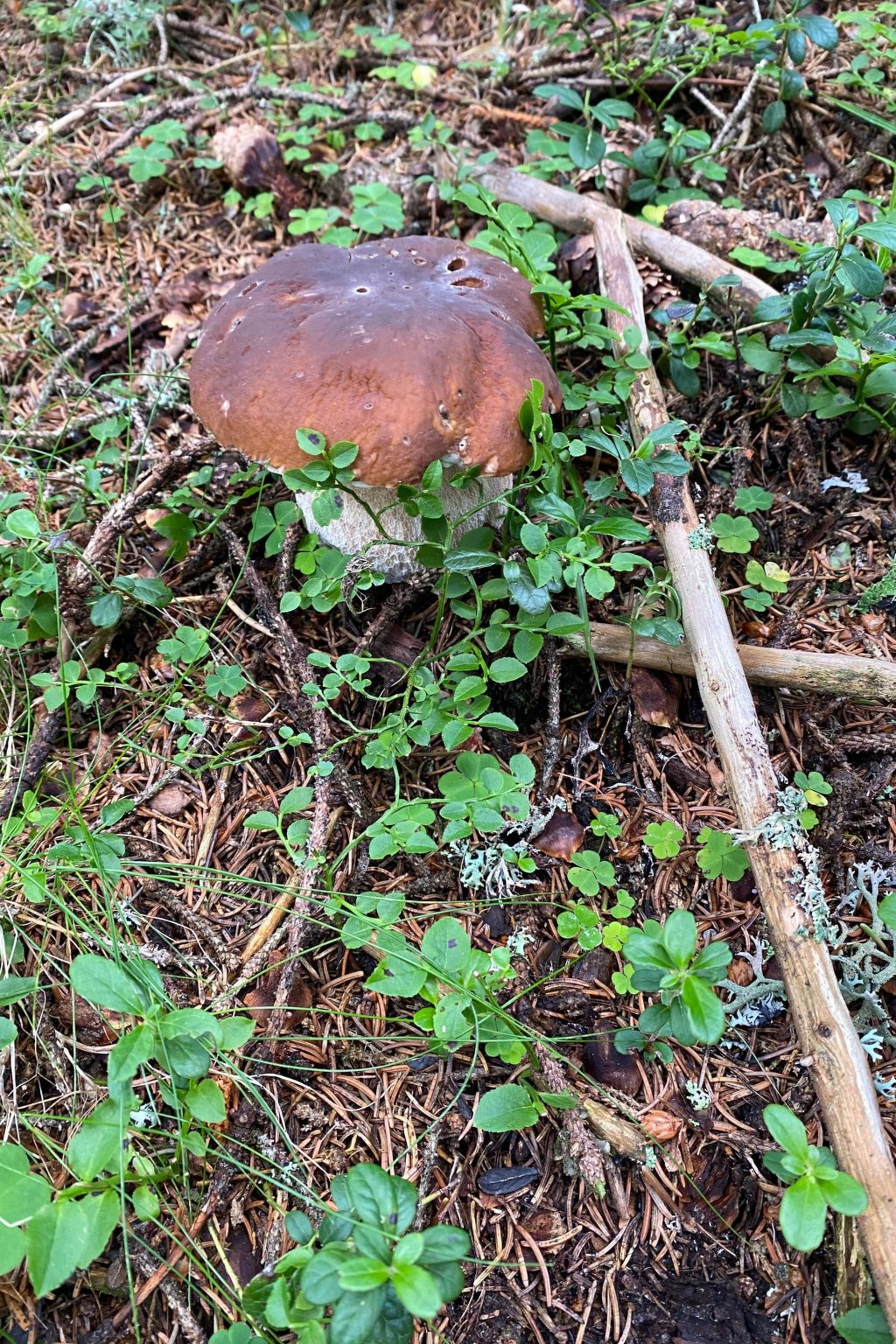 Skihütte im Lachtal mit Kaminofen und Sauna-Image-tags.info