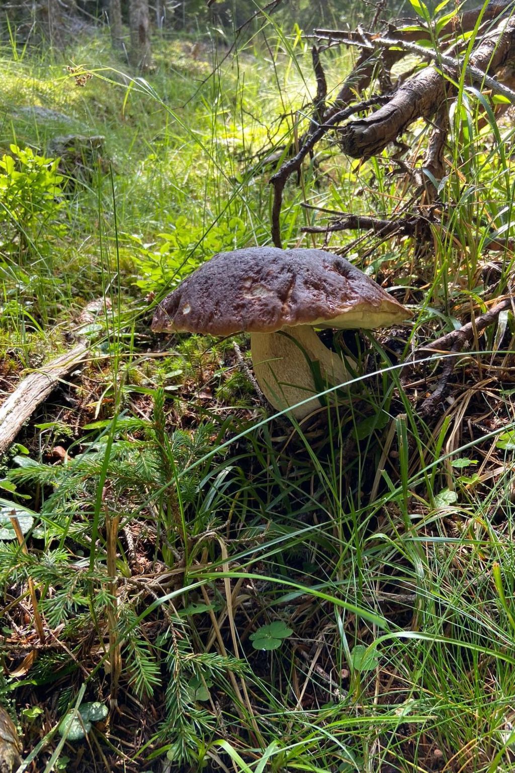 Skihütte im Lachtal mit Kaminofen und Sauna-Image-tags.info