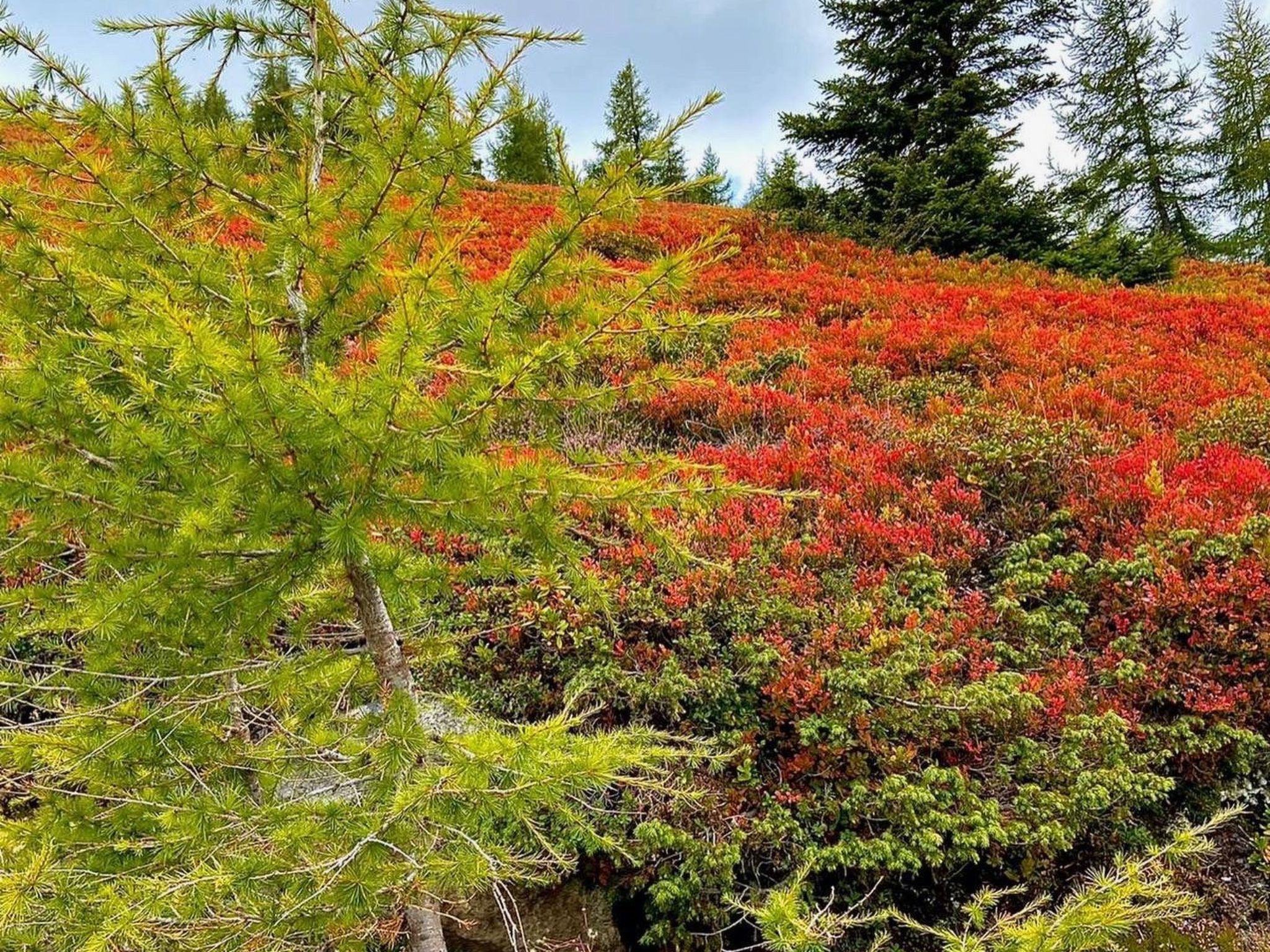 Jagdhütte-Image-tags.info