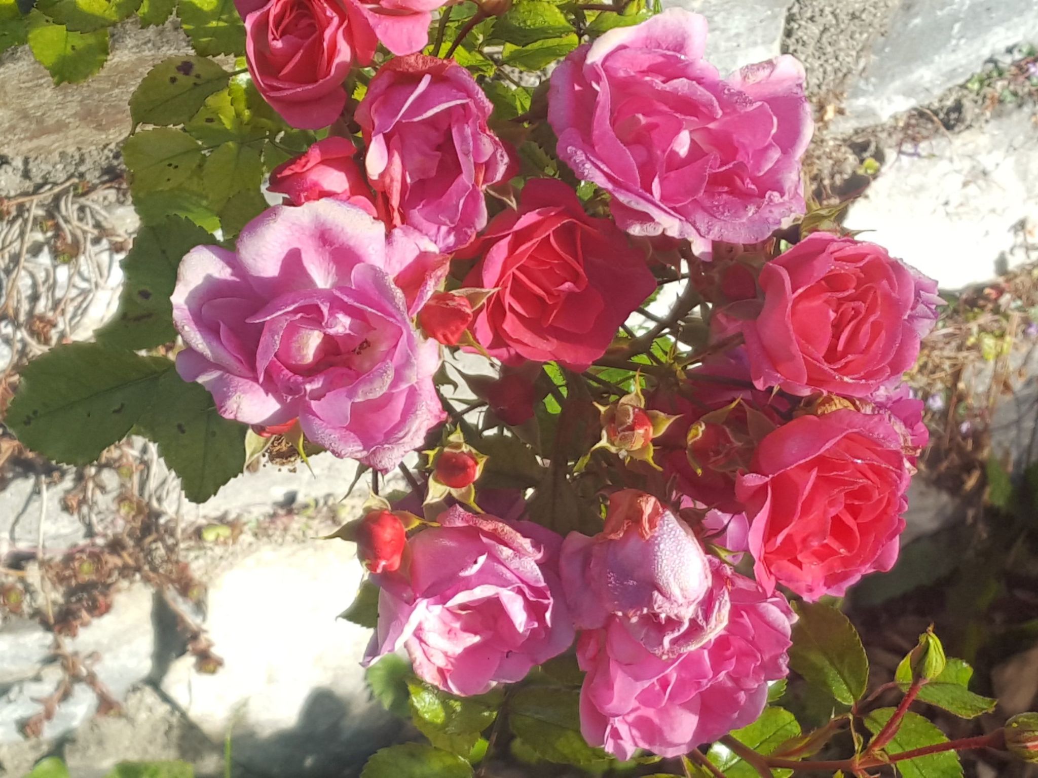 Chalet Elsa Murau-Image-tags.info