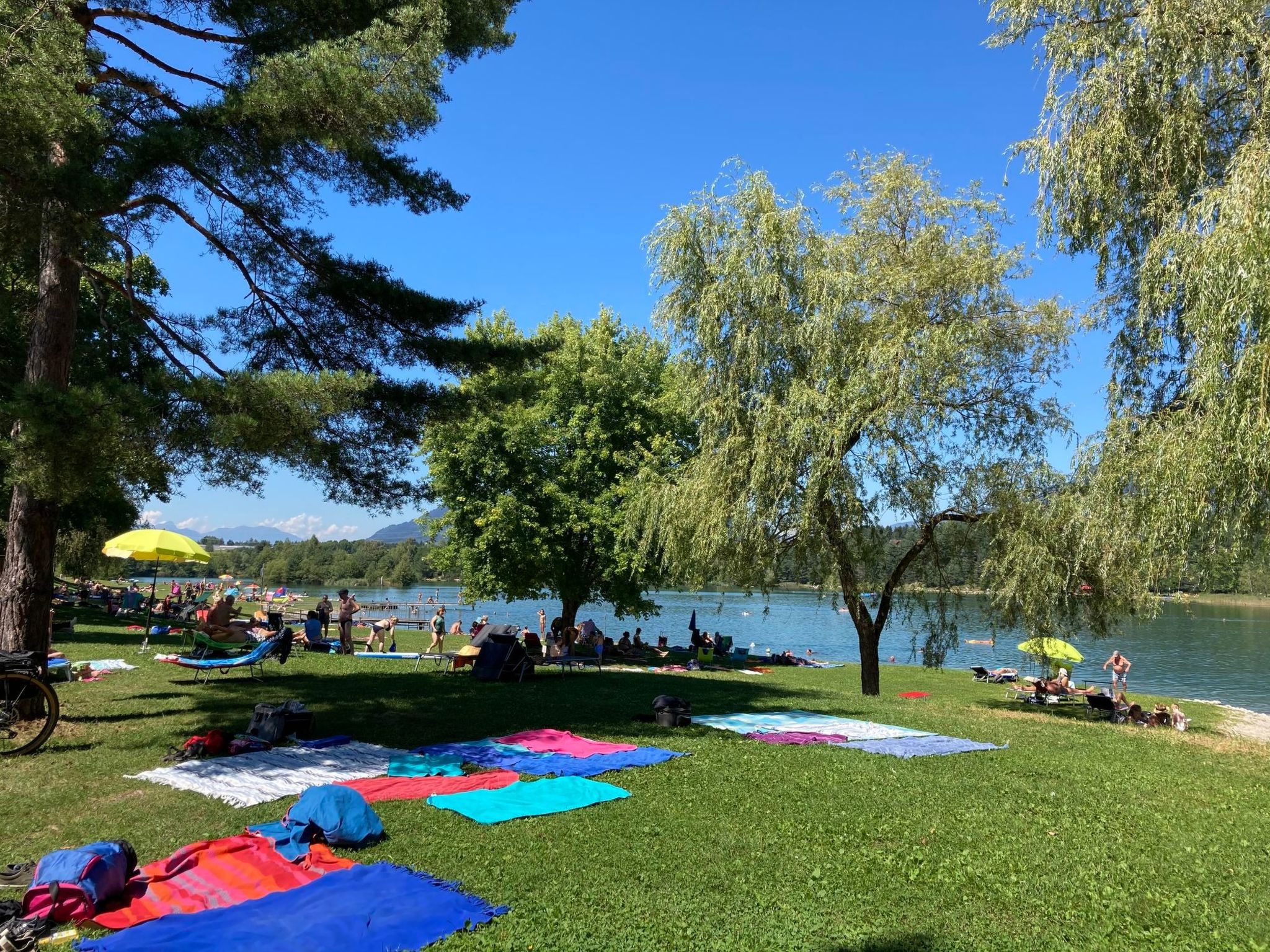 Erle in Feistritz im Rosental-Image-tags.info