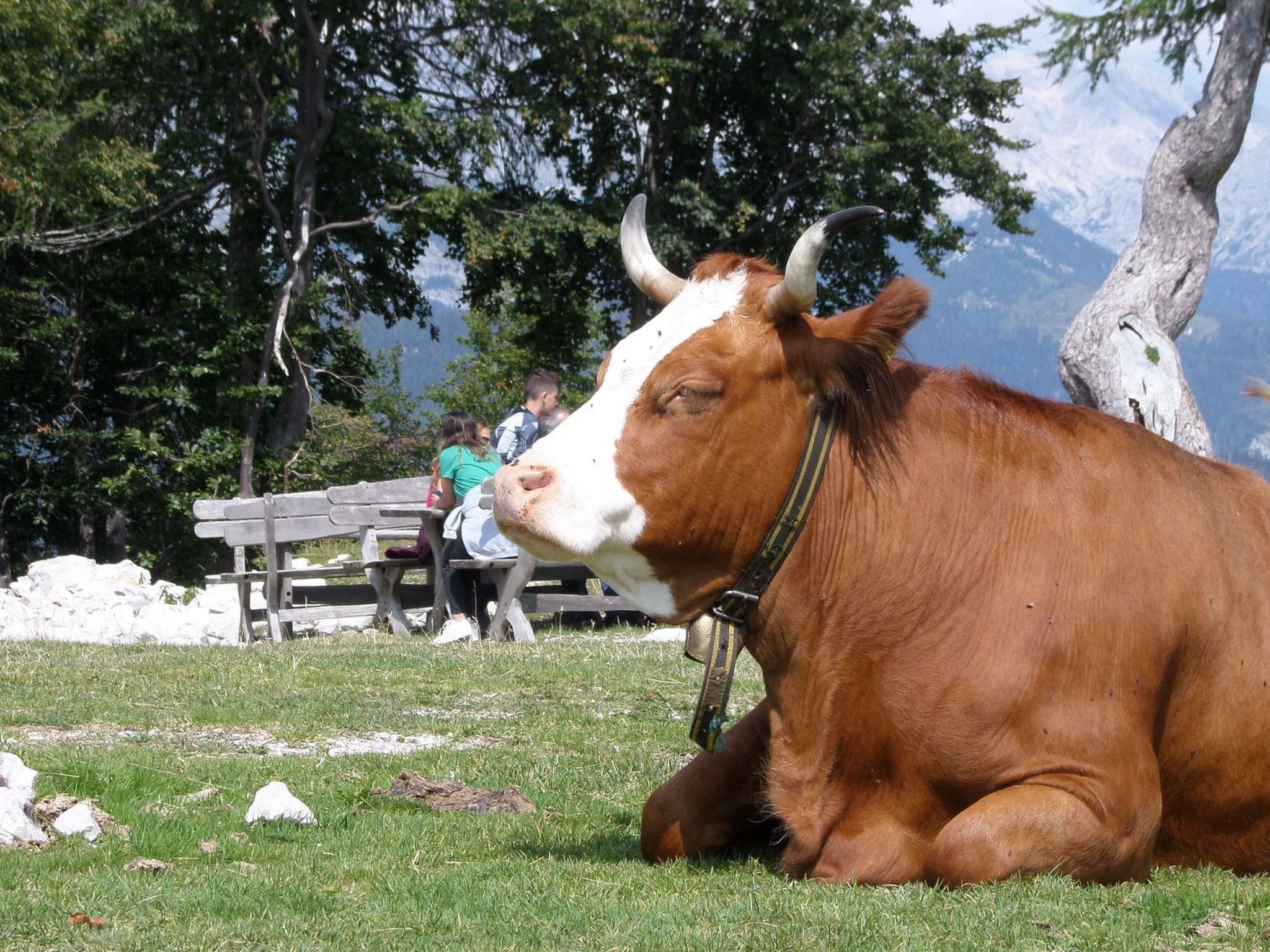 Esche-Image-tags.info