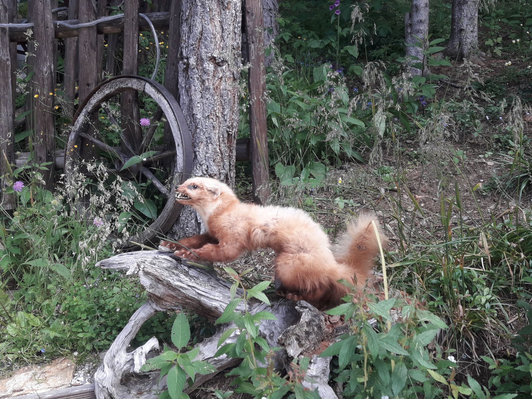 Zirbenstüberl für 10 Personen-Image-tags.info