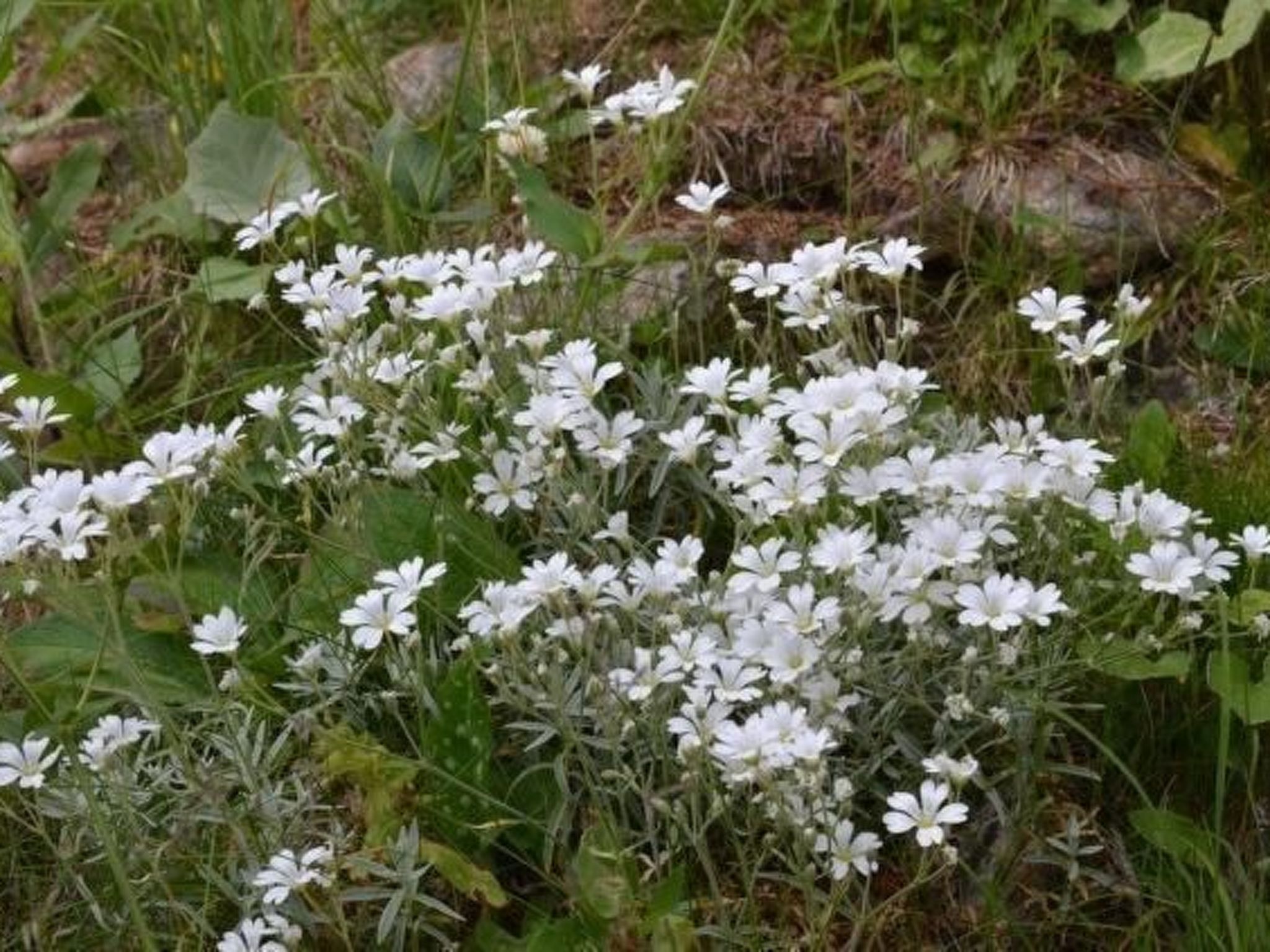 Almhaus am Hohenwart-Dedans