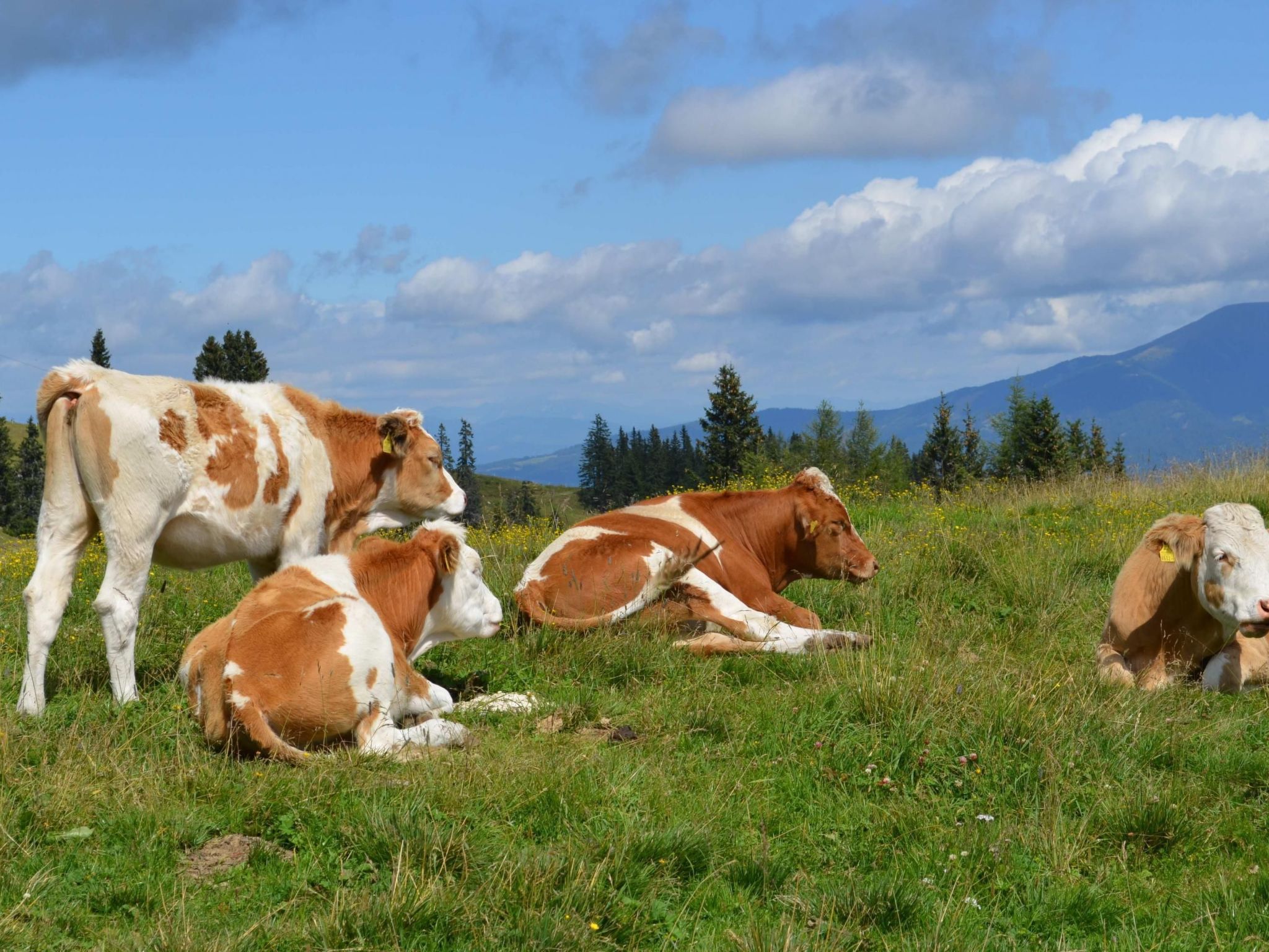 Tolles Ferienhaus mit Sauna und Whirlpool-Image-tags.info