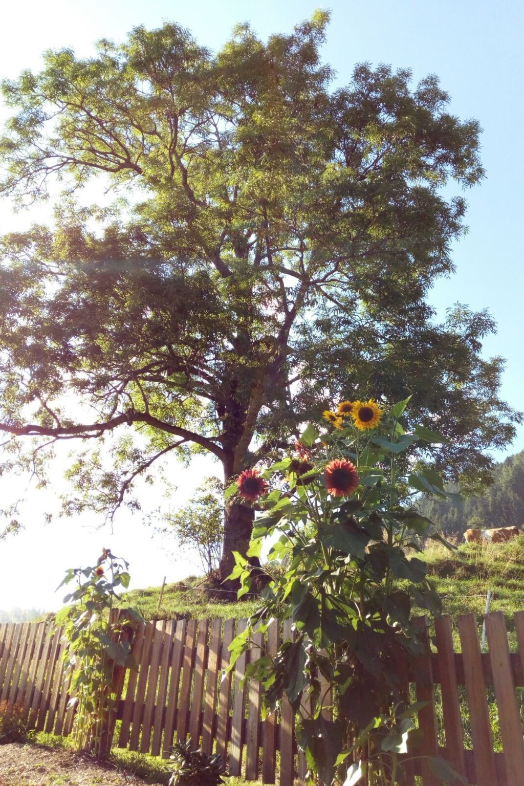 Alm-Ferienhaus-Binnen