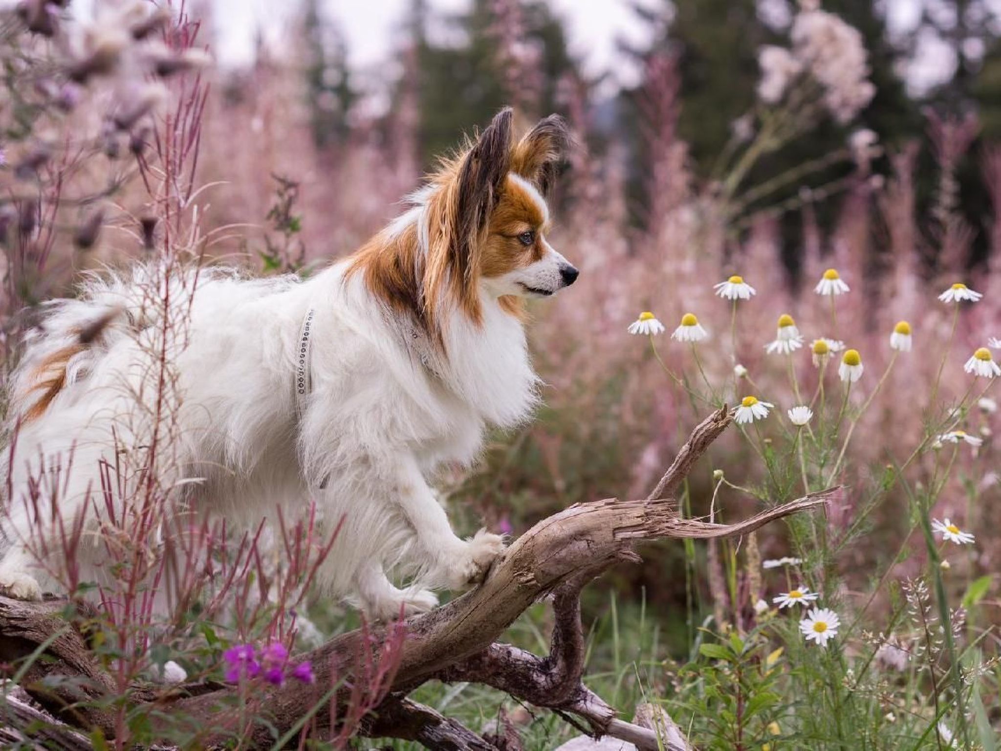"Die Berghex'n "-Binnen