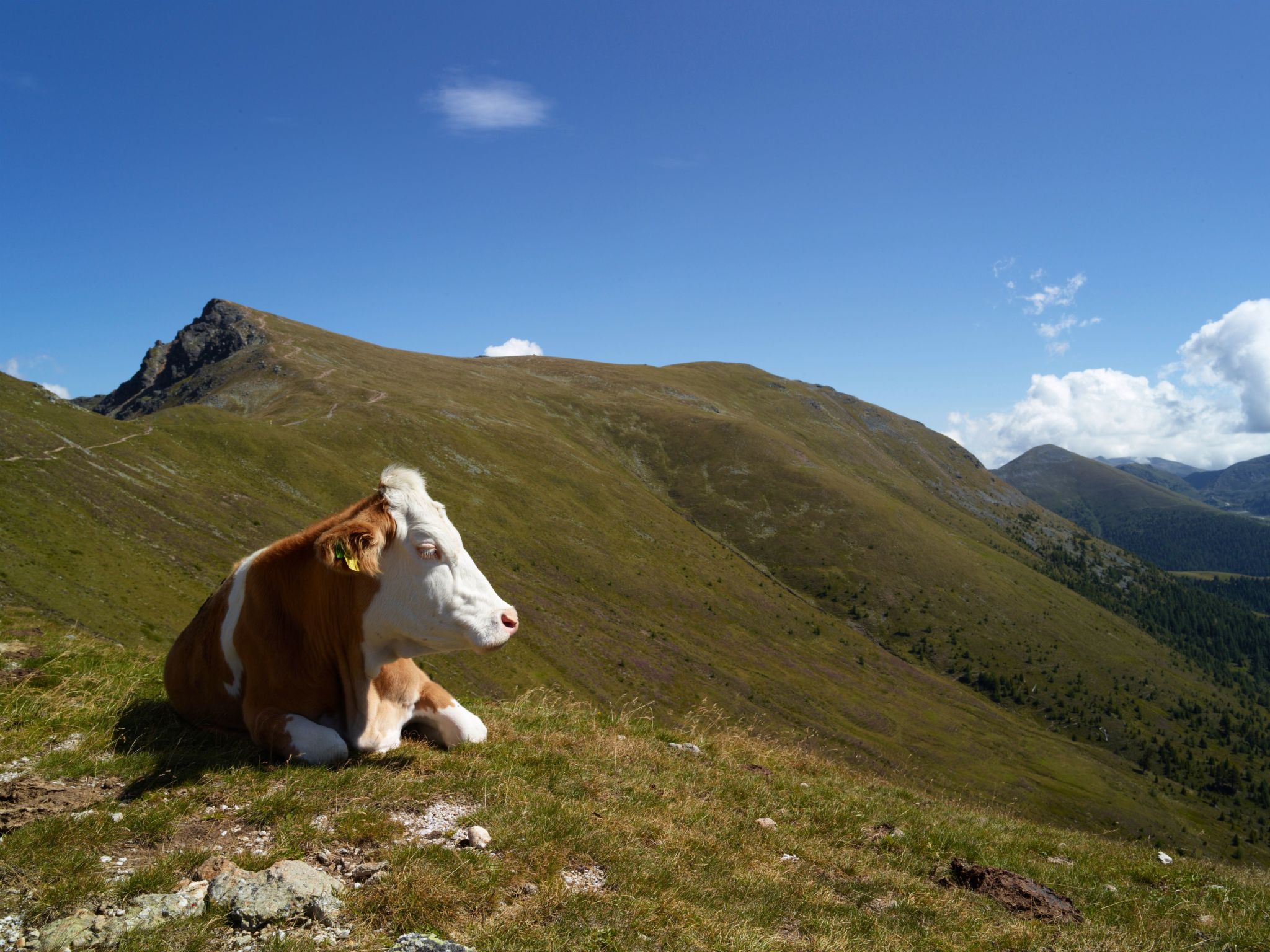 App Typ C - bis 6-Binnen