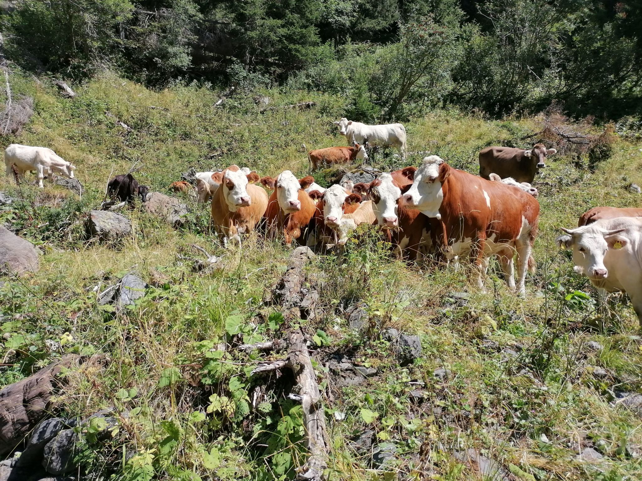 Waldpension Ranner-Binnen