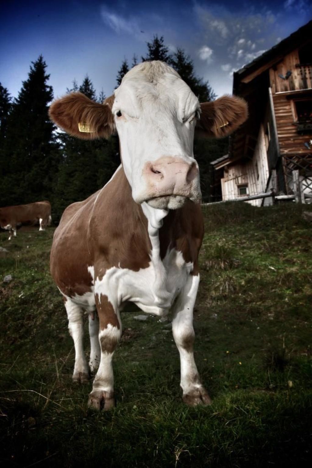 Almhütte Enzian-Binnen