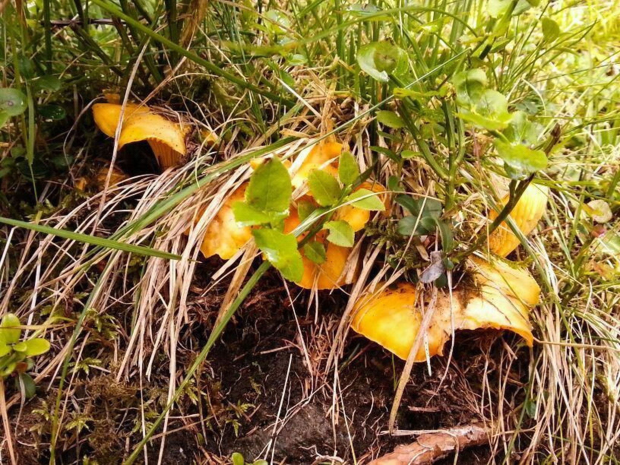 Almhütte Enzian-Binnen