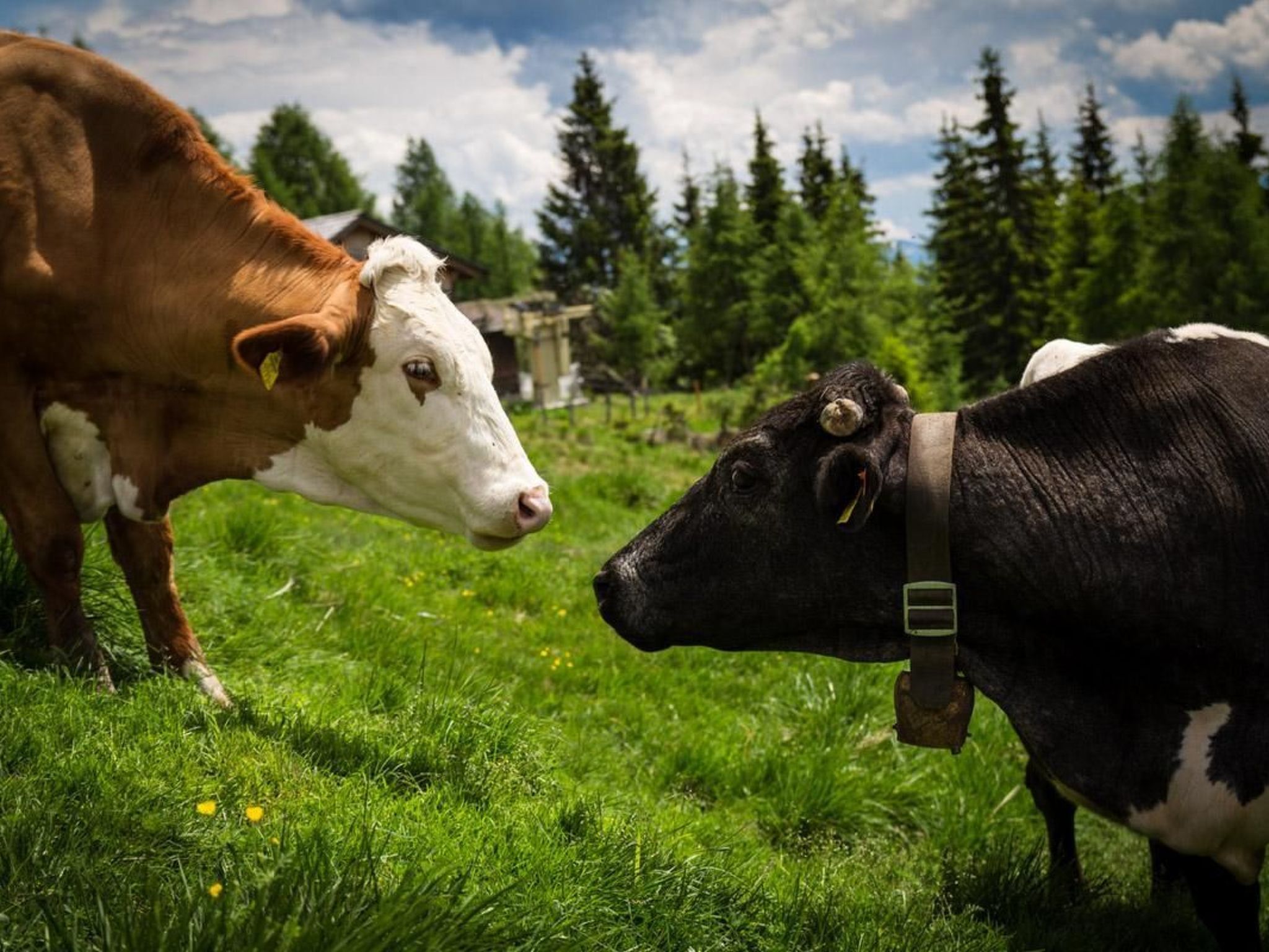 Almhütte Enzian-Binnen