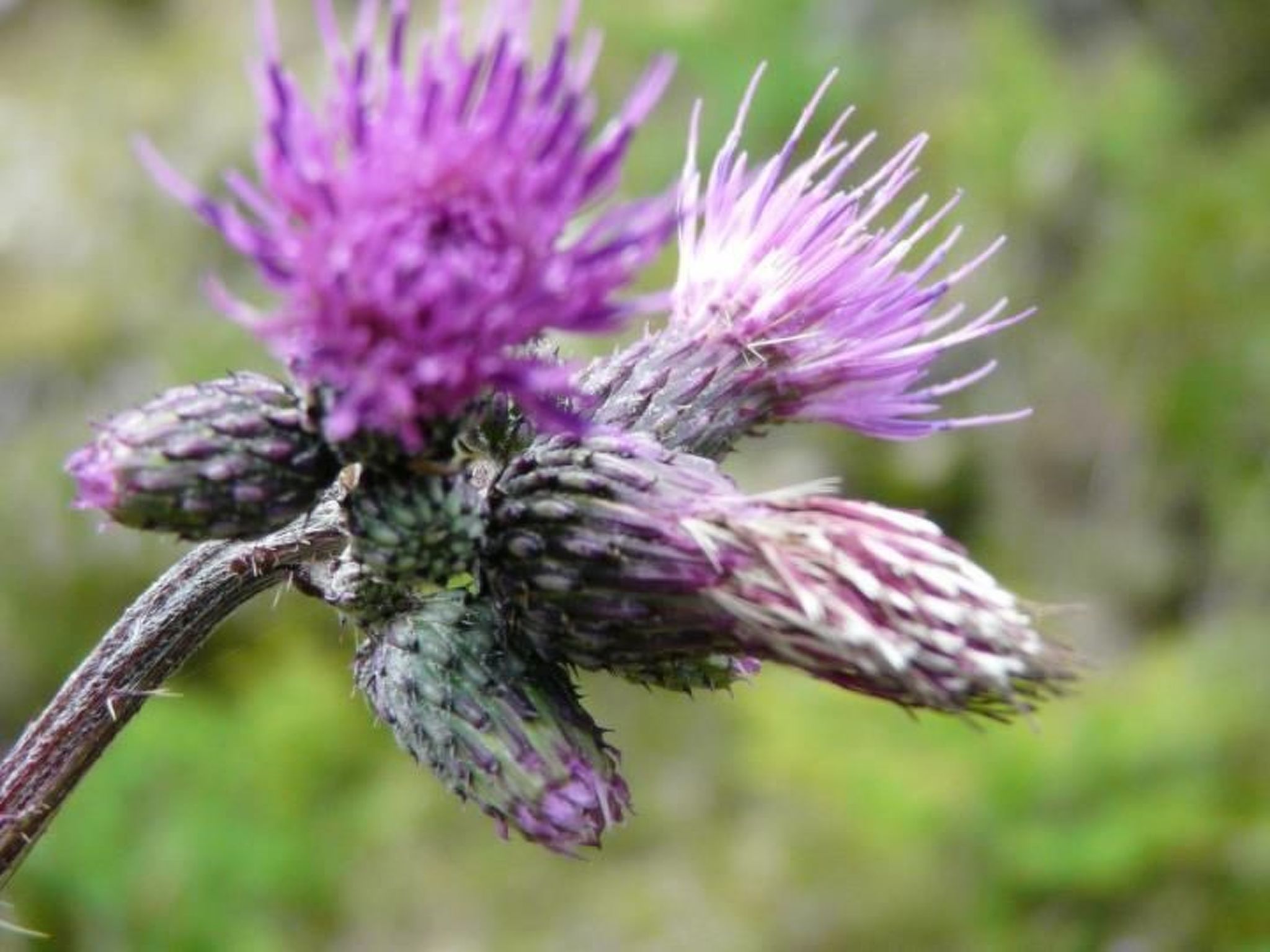Almhütte Enzian-Binnen