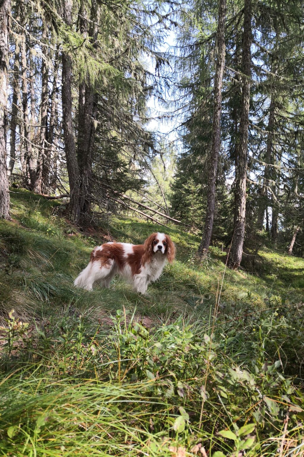 Almhütte Enzian-Binnen