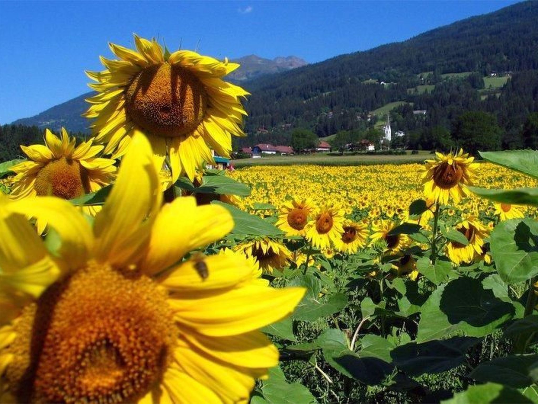 Glocknerhaus Naturdomizil in den Alpen - Binnen