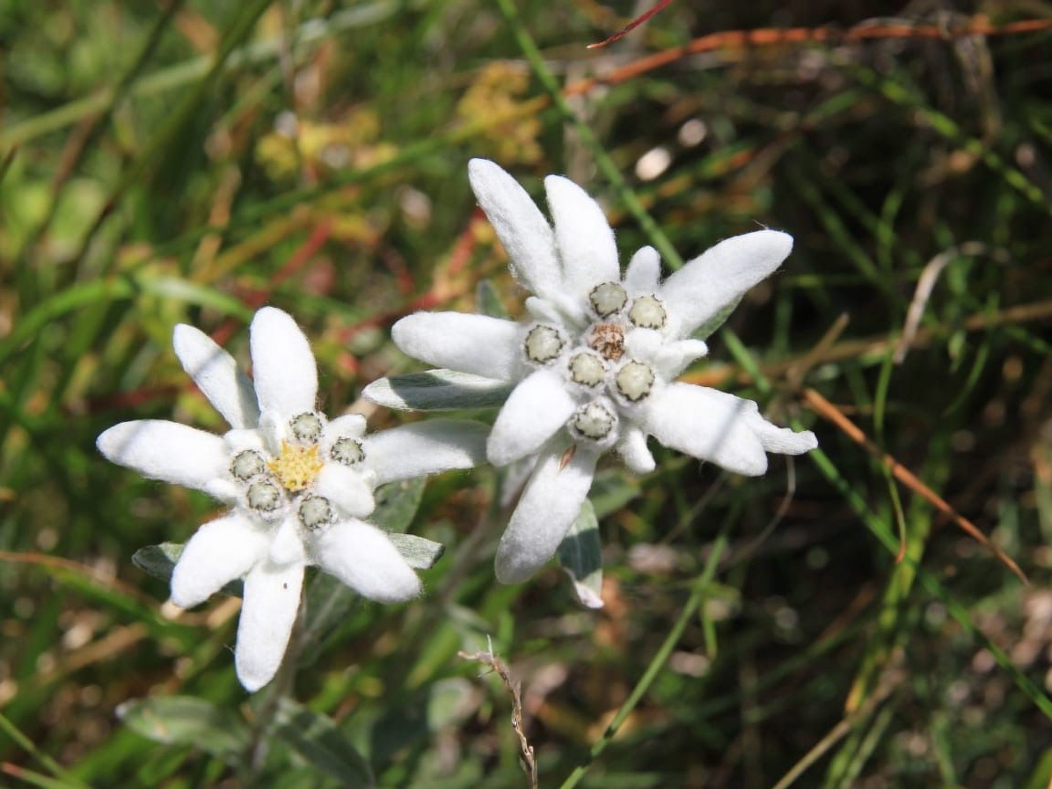 Suntiger-Image-tags.info