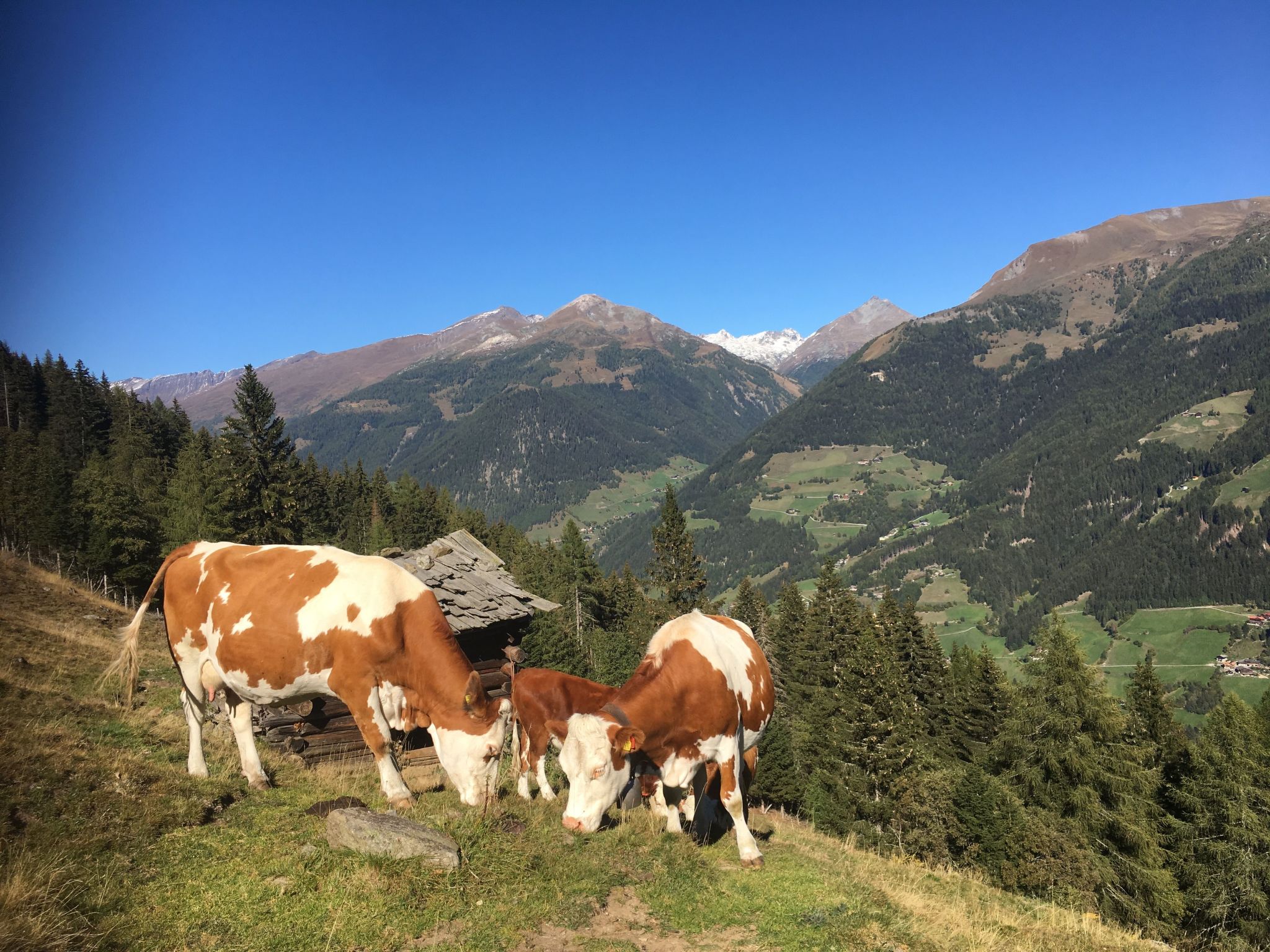 Suntiger-Image-tags.info