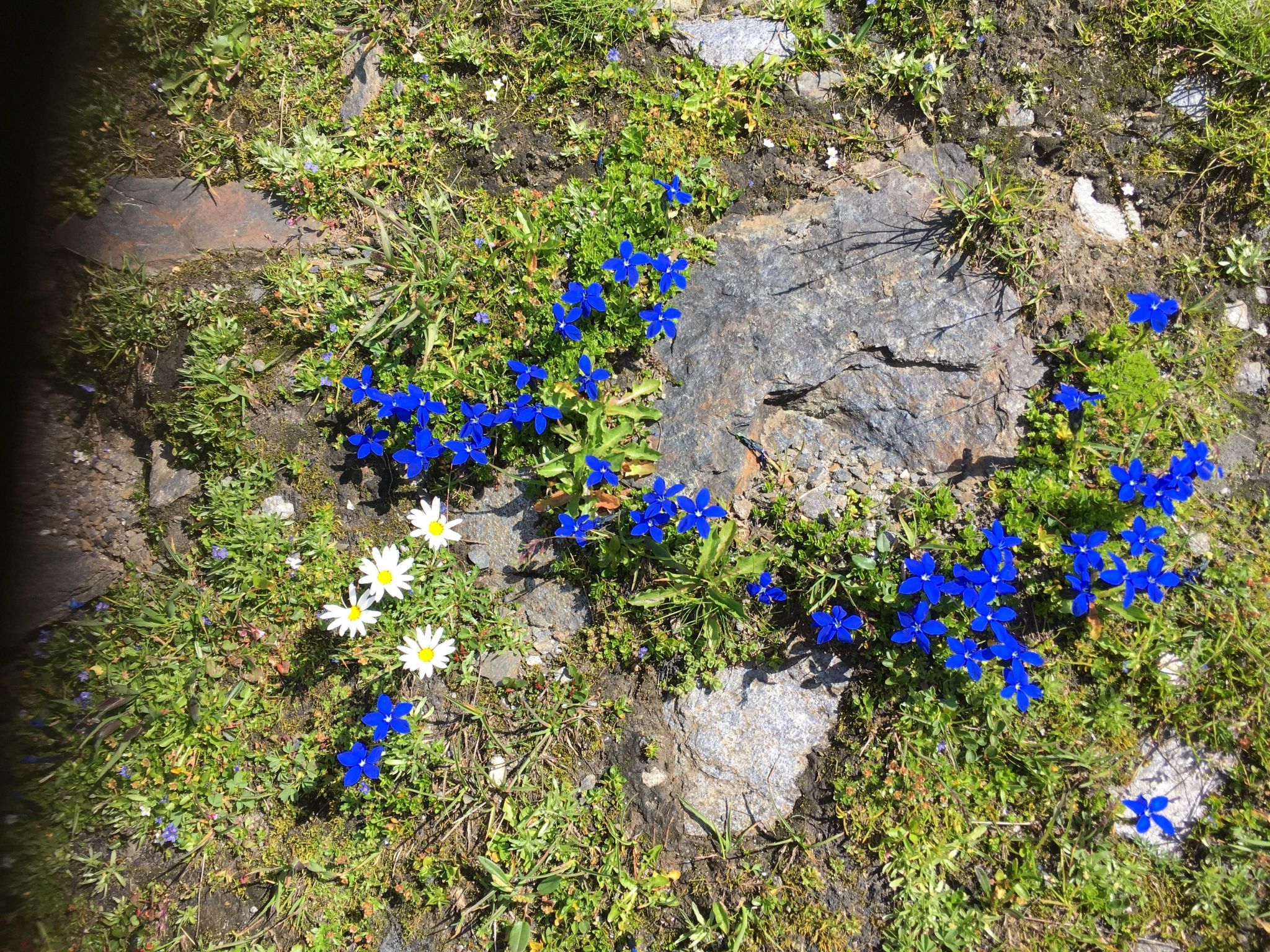 Suntiger-Image-tags.info