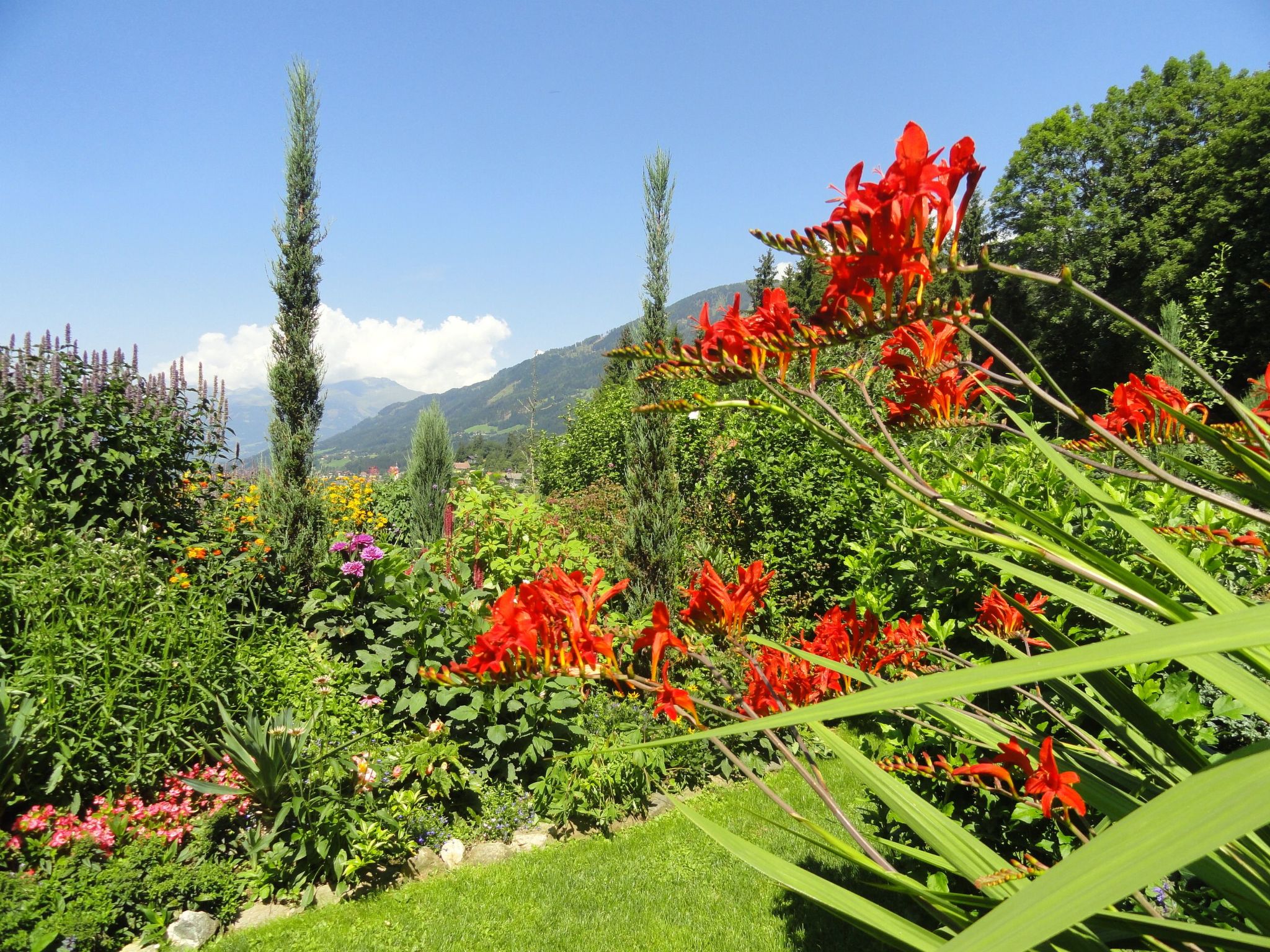Aconitum in Millstatt-Image-tags.info