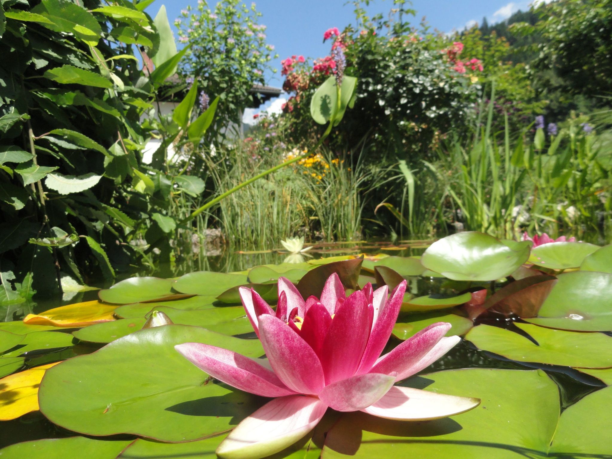 Anemoon in Millstatt-Image-tags.info