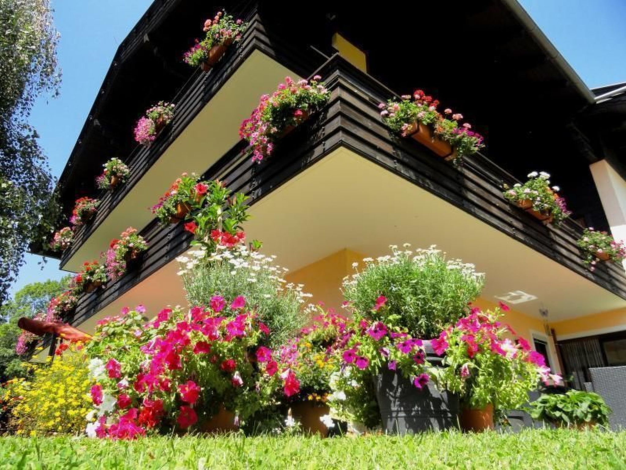 Anemoon in Millstatt-Image-tags.info