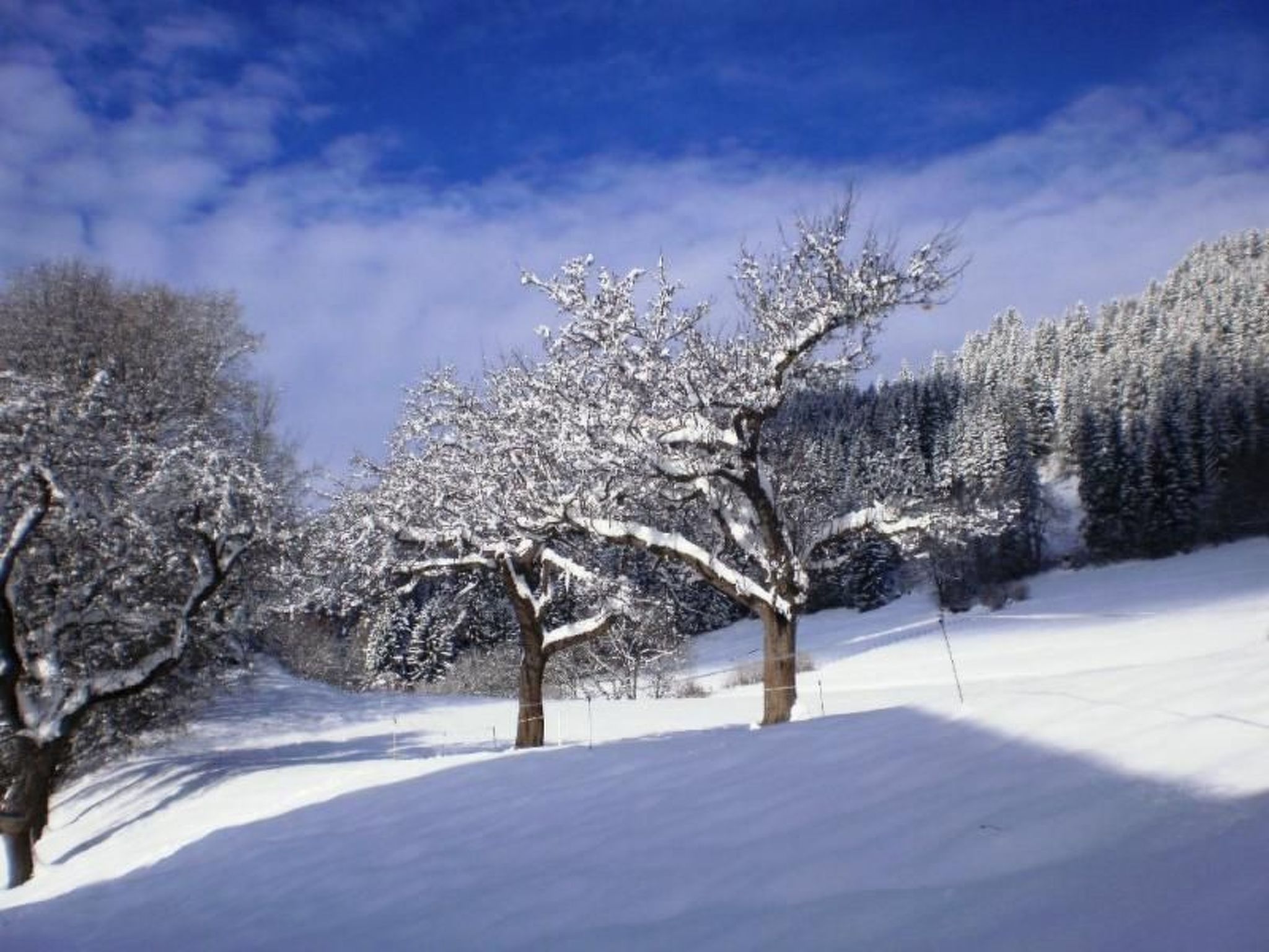 Anemoon in Millstatt-Image-tags.info