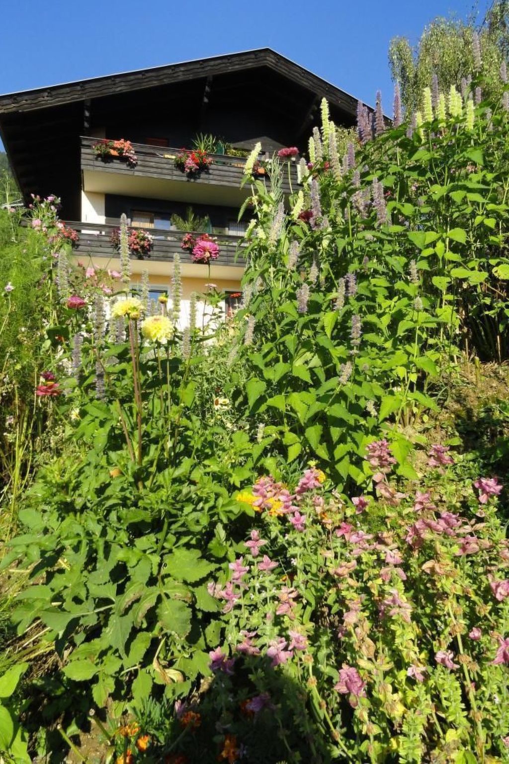 Anemoon in Millstatt-Image-tags.info