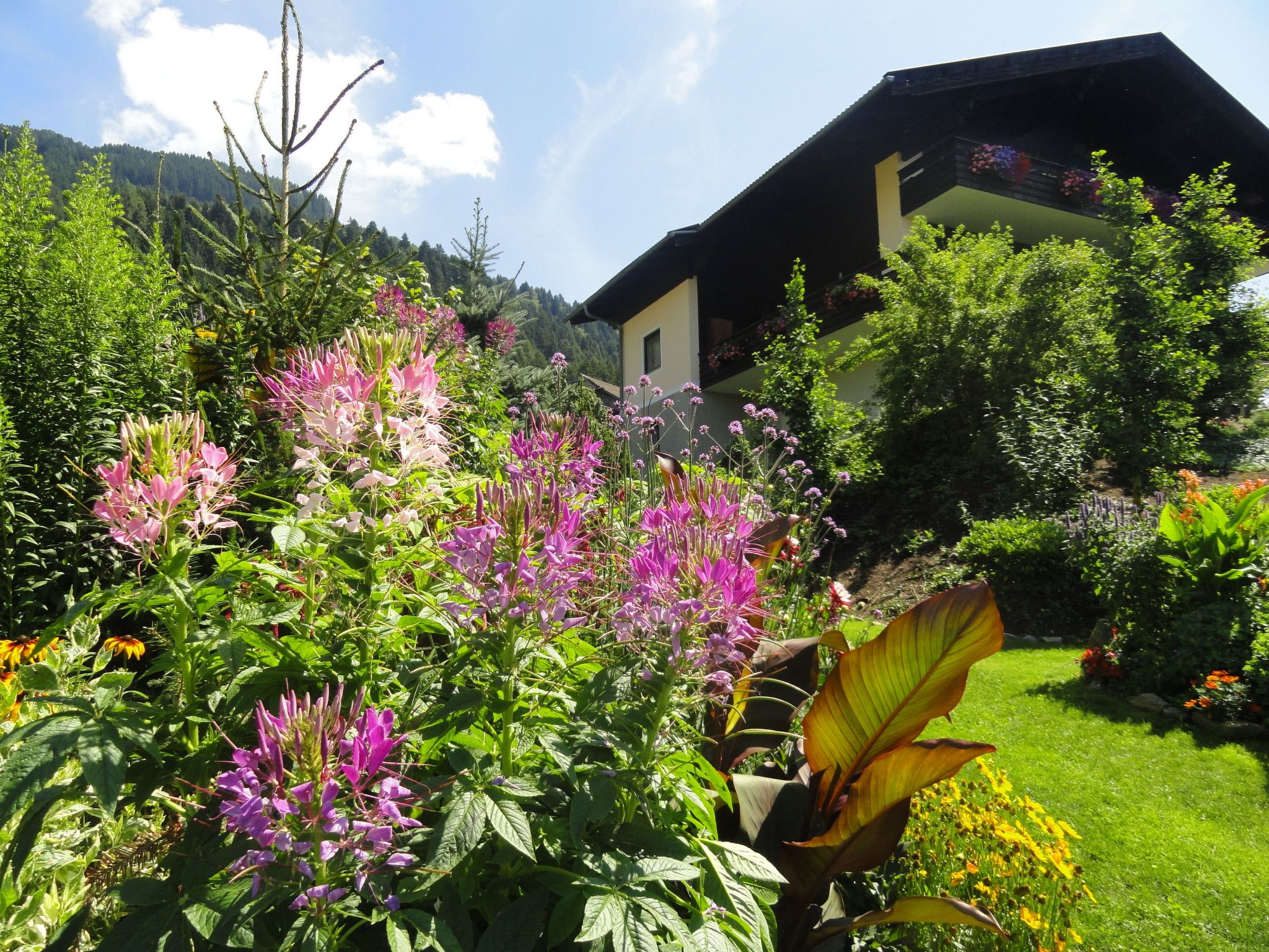 Salvia in Millstatt-Image-tags.info