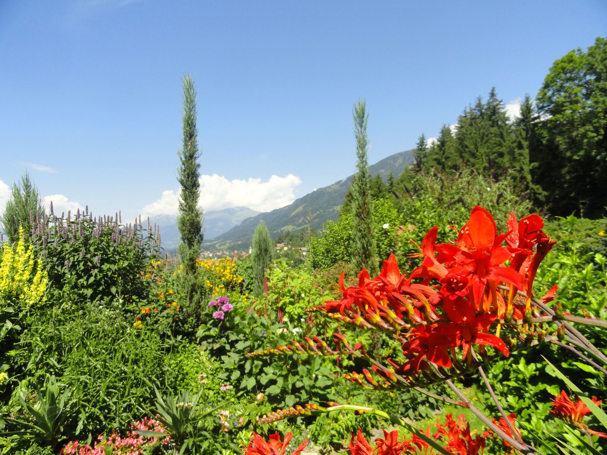 Salvia in Millstatt-Image-tags.info