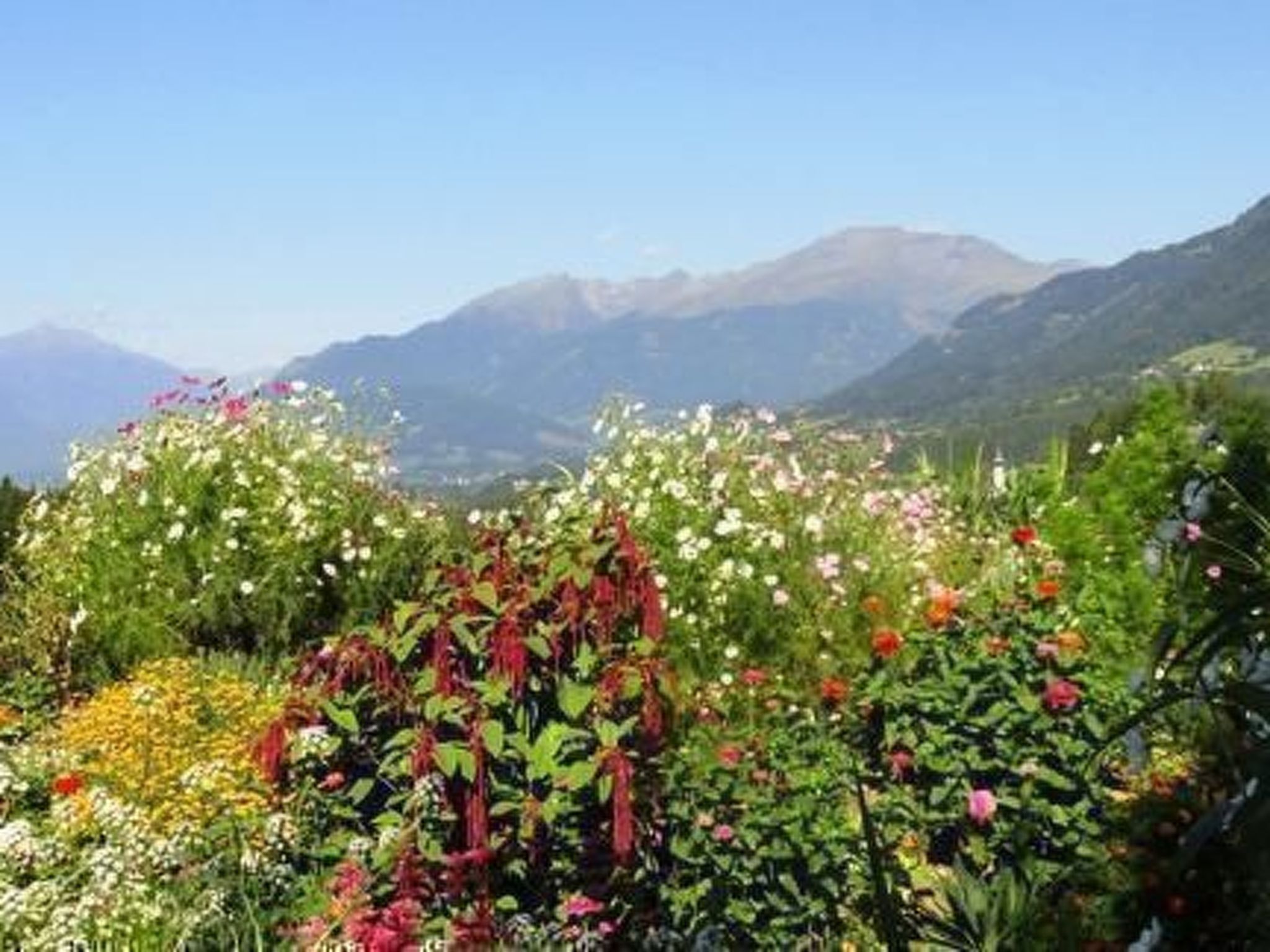 Cosmea in Millstatt-Image-tags.info