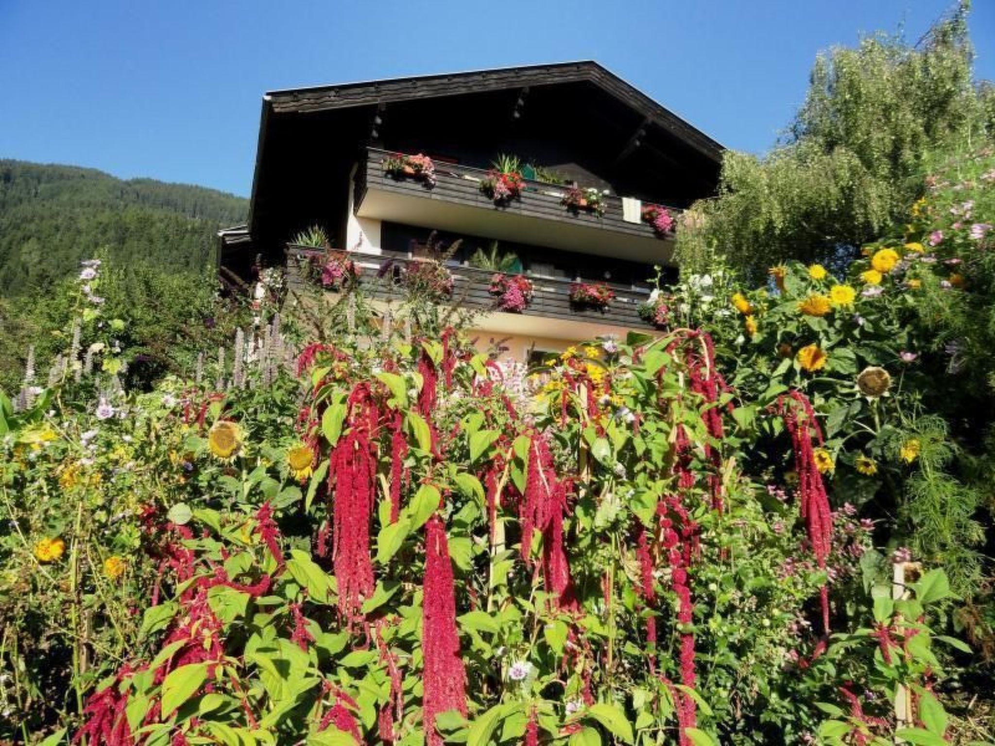 Cosmea in Millstatt-Image-tags.info