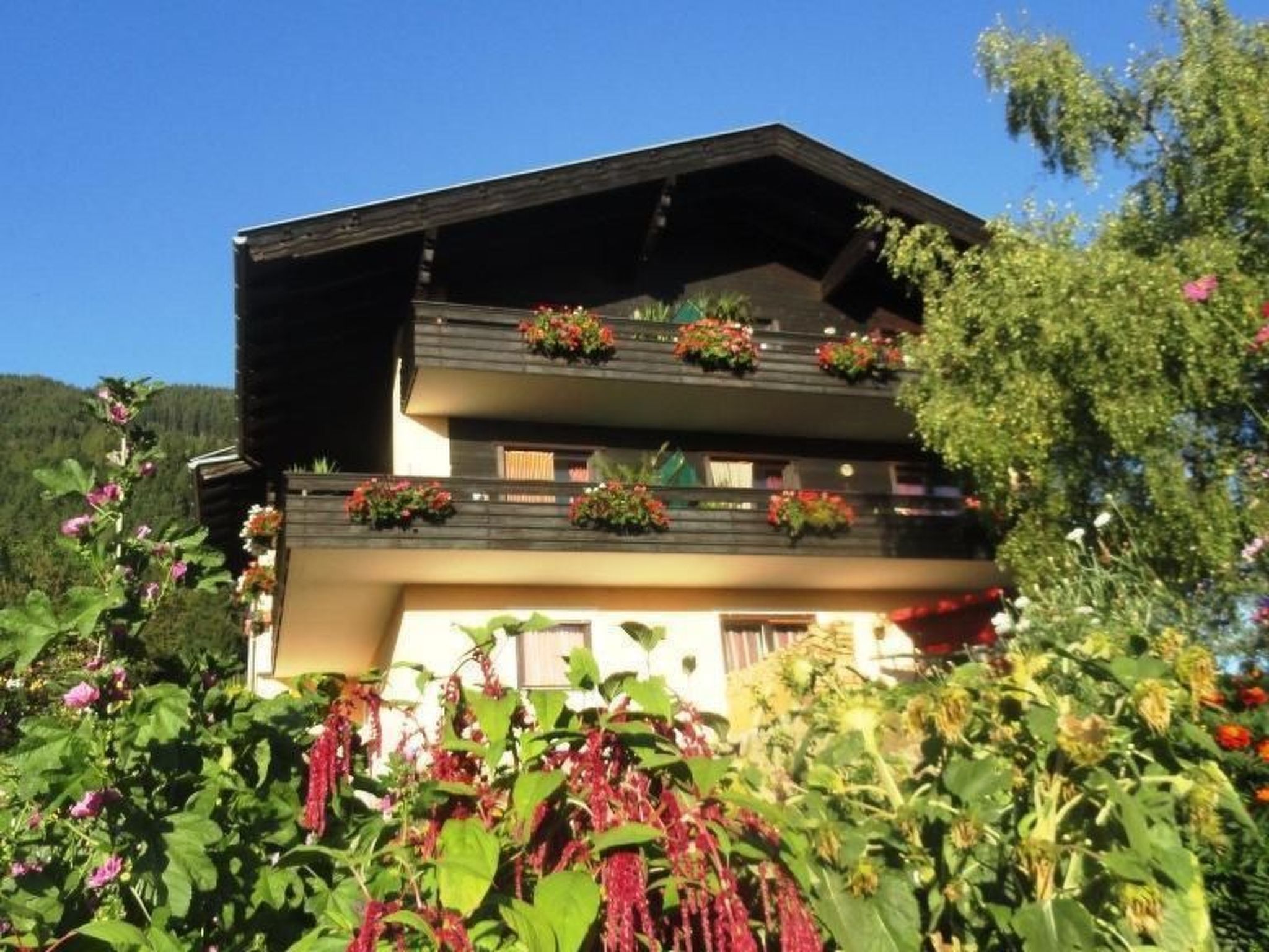 Phlox in Millstatt-Image-tags.info