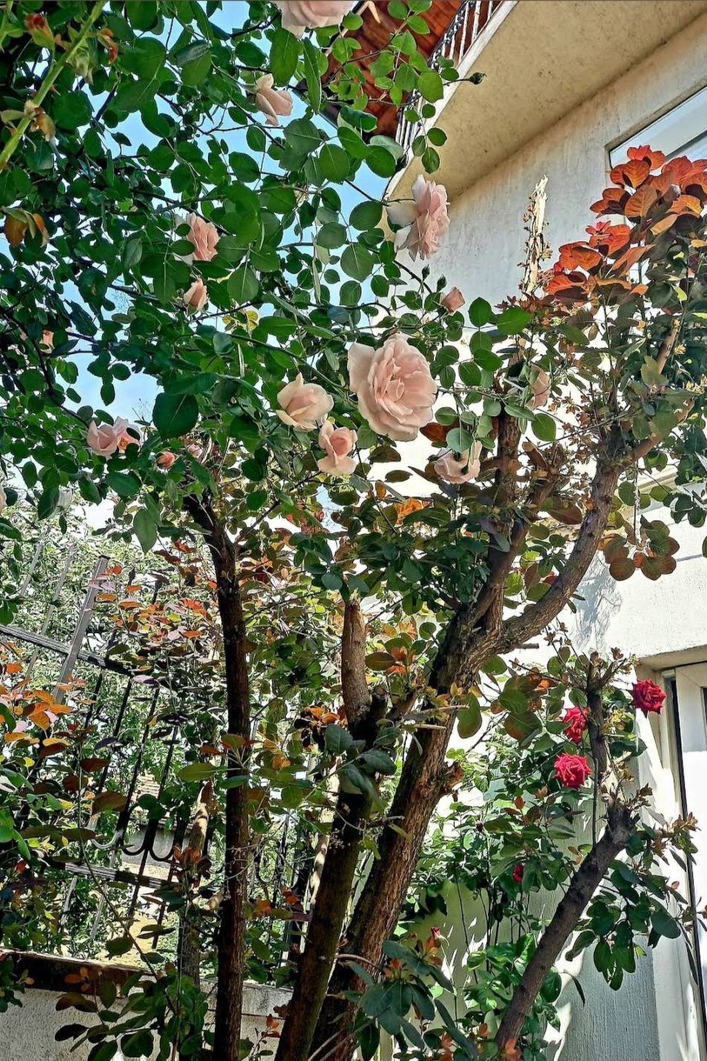 Geräumiges Ferienhaus mit kleinem Garten, nur fünf Gehminuten vom bekannten Bas - Draußen