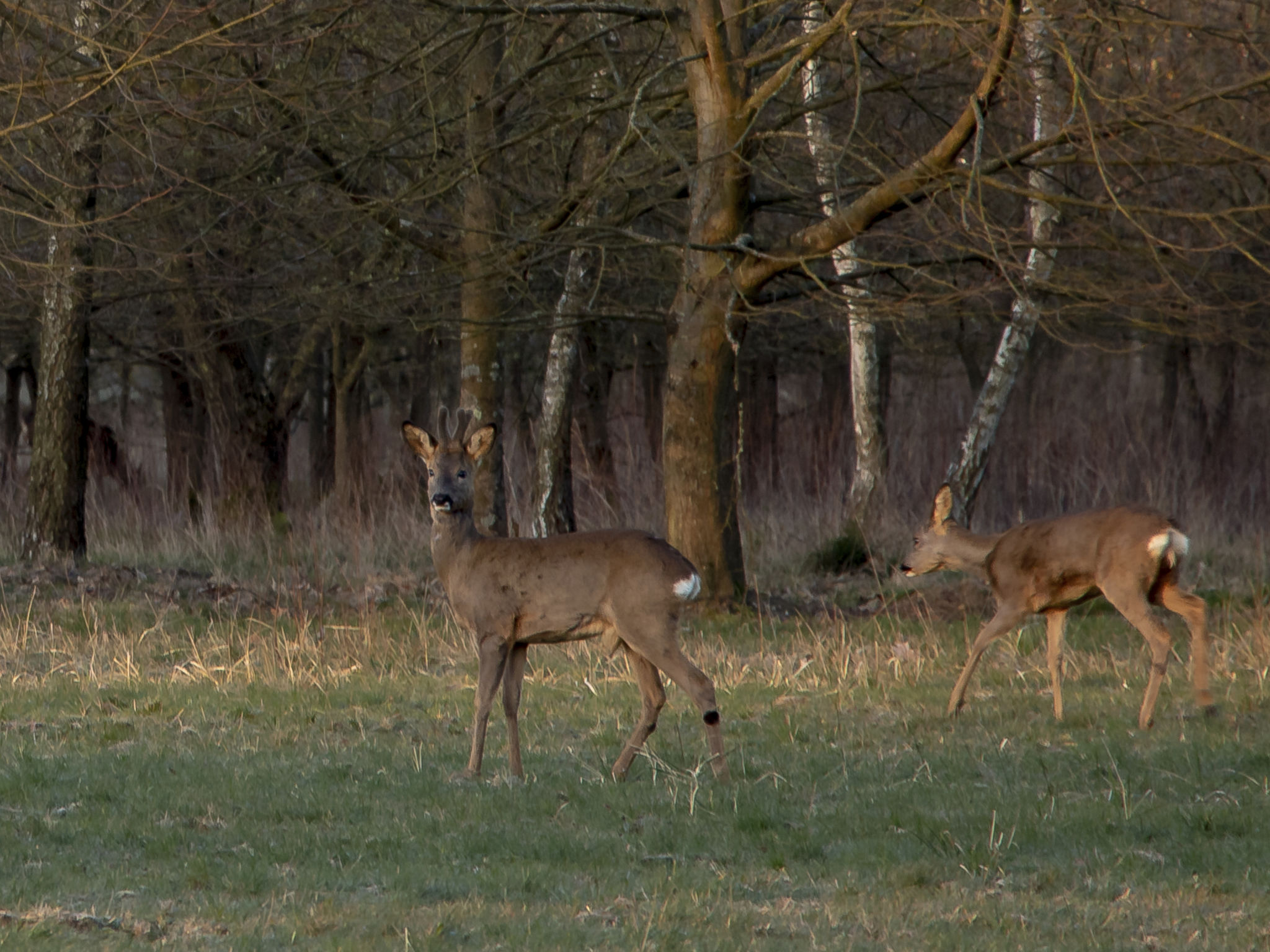 Heidebos für 8 Personen-Drinnen