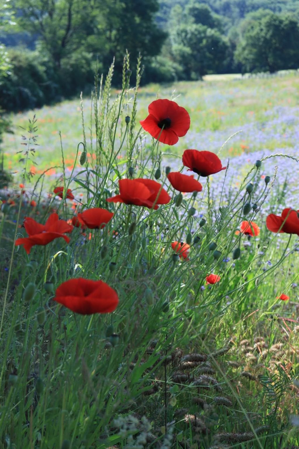 Tiny House Sundancer-Binnen