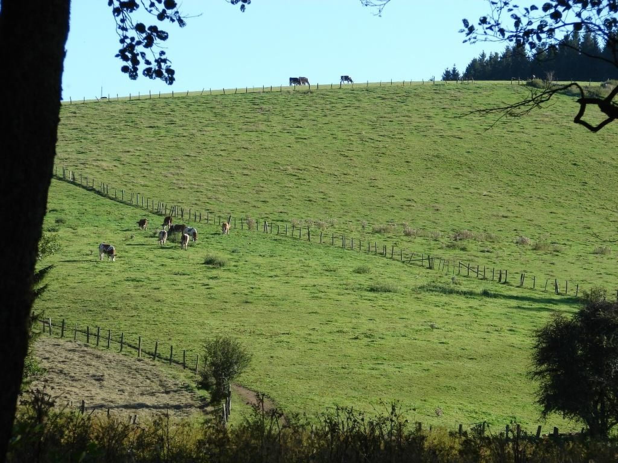 Snowview Lodge-Binnen