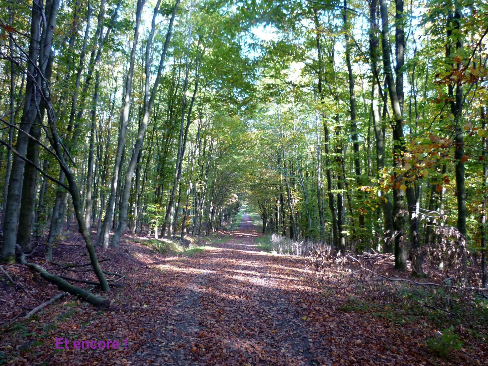Ardennen Ferienhaus 5 Zimmer 5 Bad 14 Pers Zugang Chaisards-Binnen