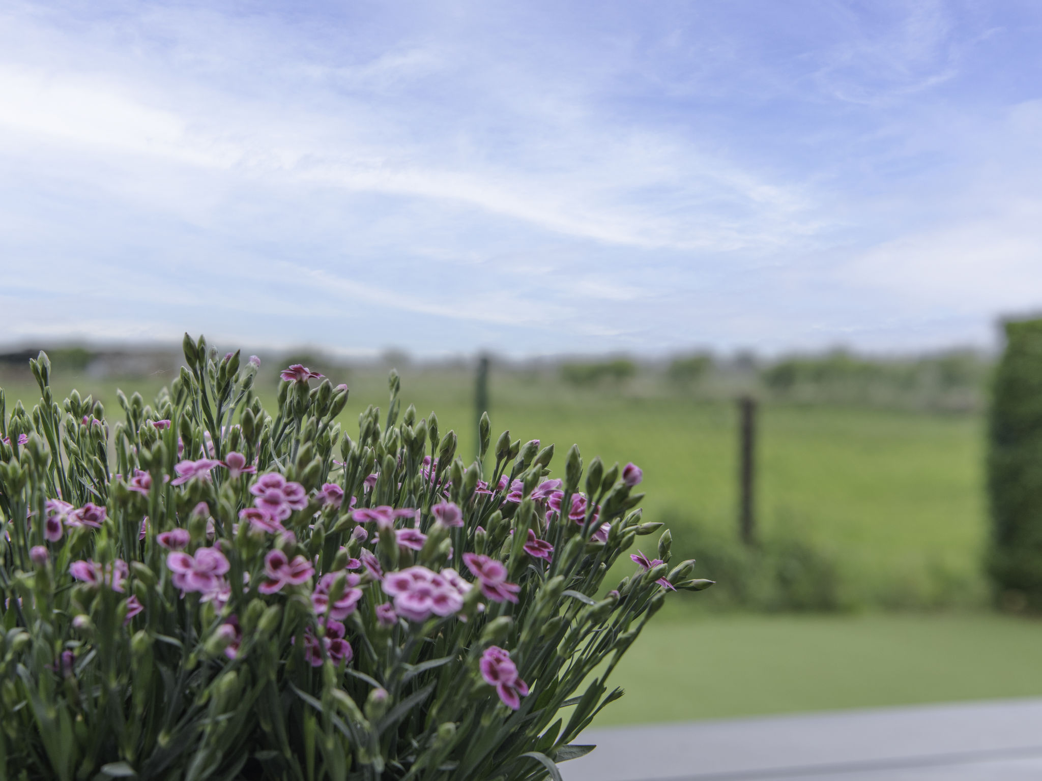 Photo of Dagmar with parking