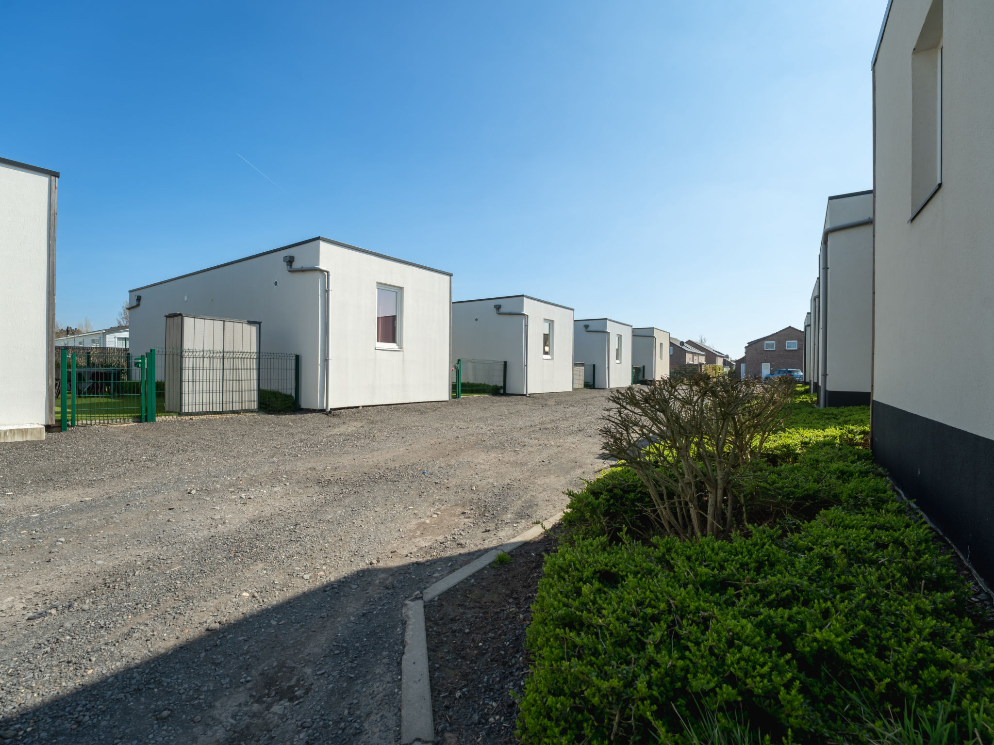 Photo of New Dahlia 8