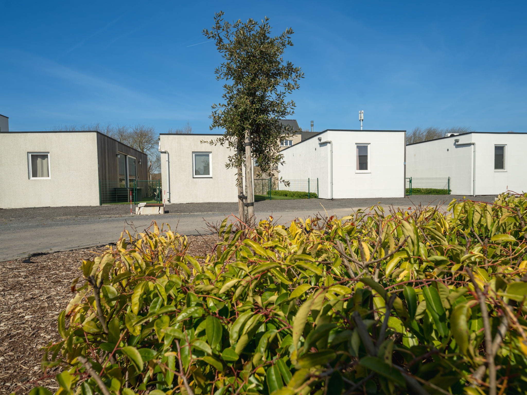 Photo of New Dahlia 8