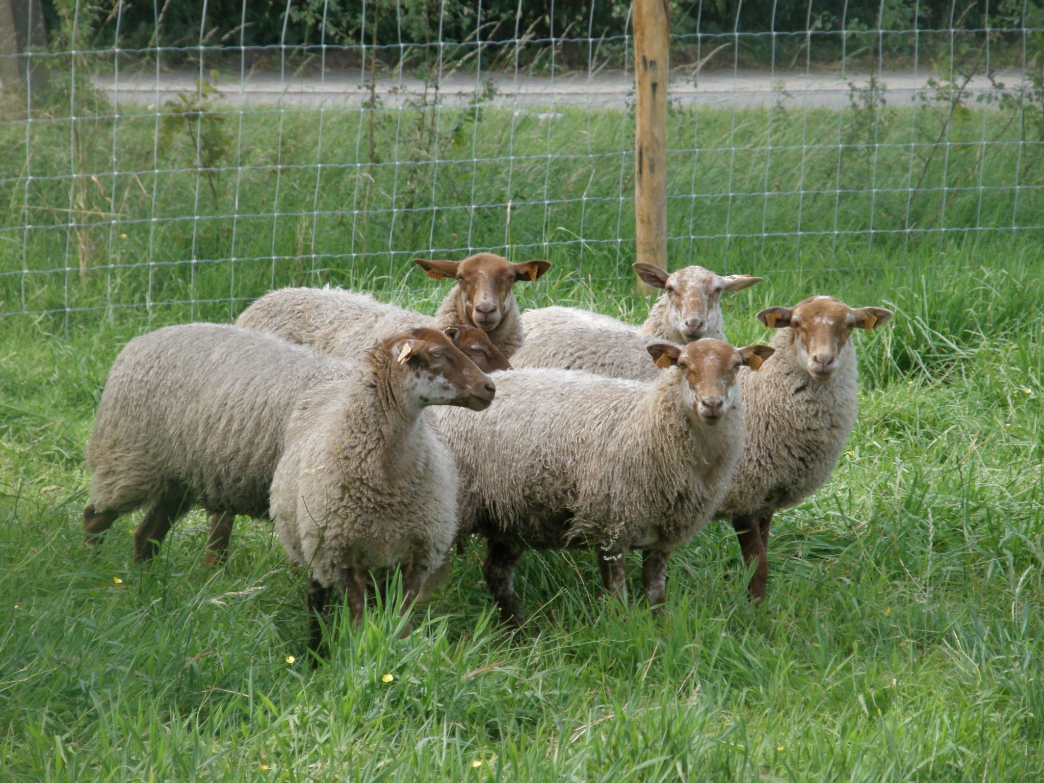 Hondsroos für 4 Personen-Image-tags.info