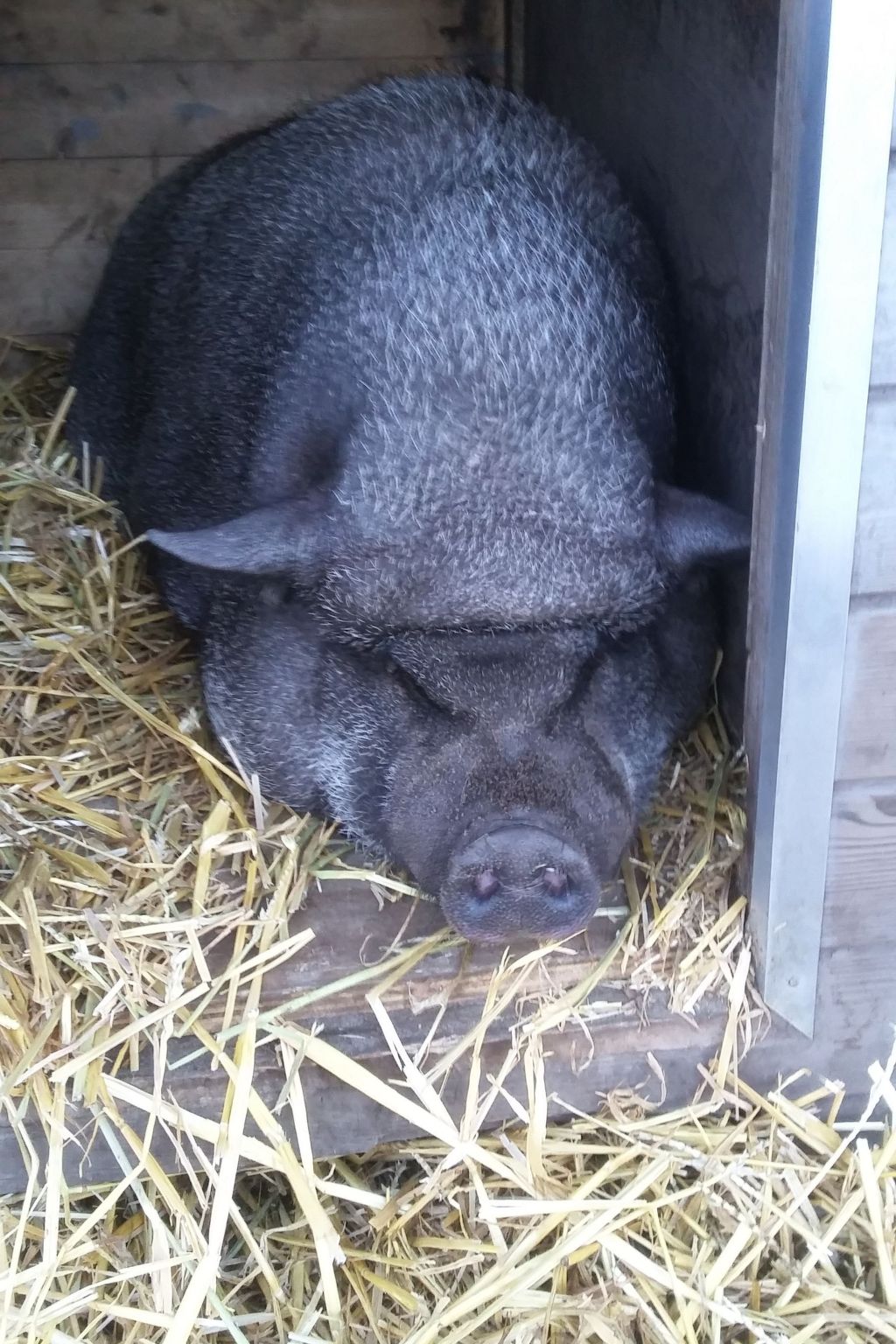 Hondsroos für 4 Personen-Image-tags.info