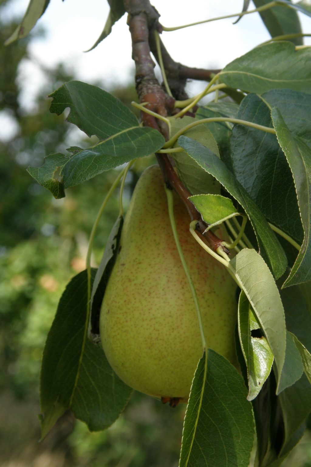 Nette Ferienwohnung mit Terrasse, Pool und Garten-Image-tags.info