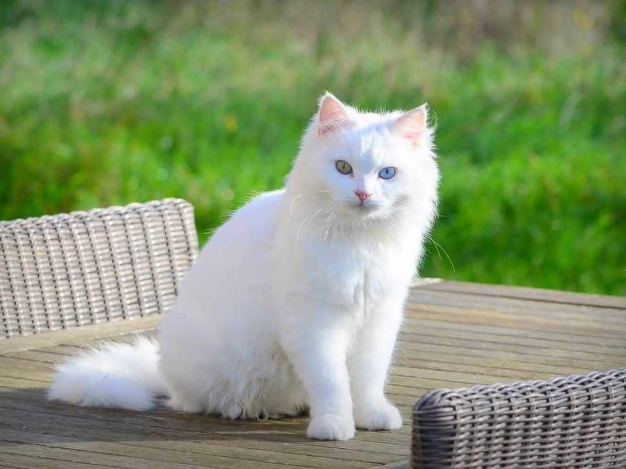 Mit gemeinsamem Pool und Garten-Image-tags.info