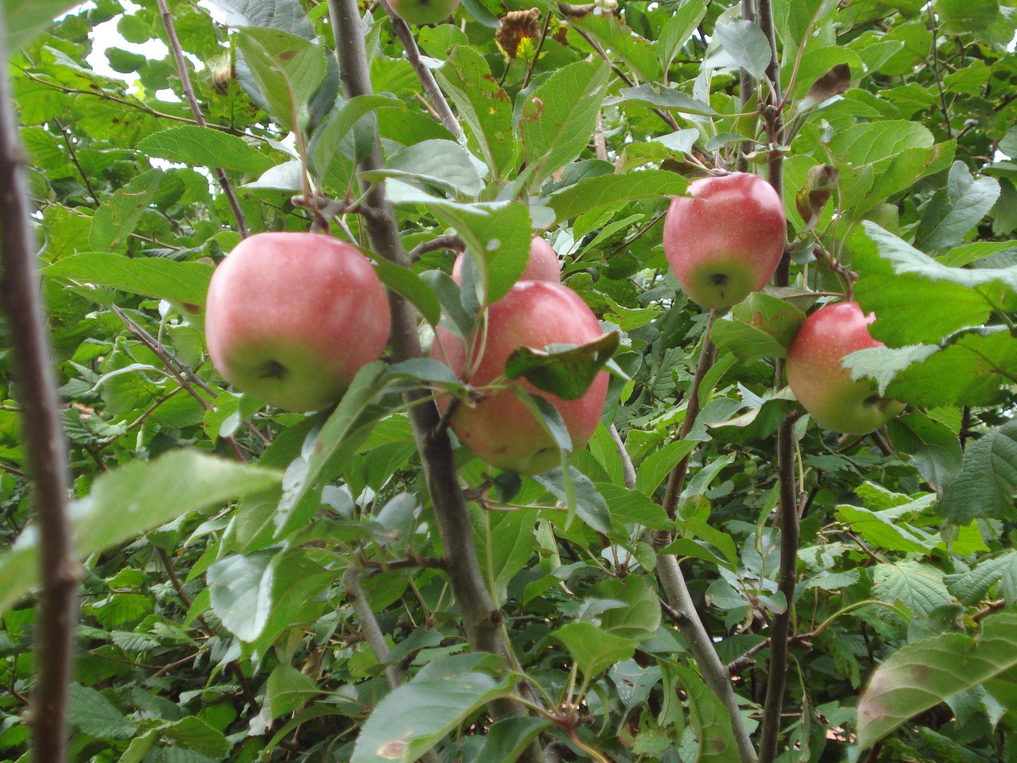 Appartement Meidoorn in Jabbeke-Image-tags.info