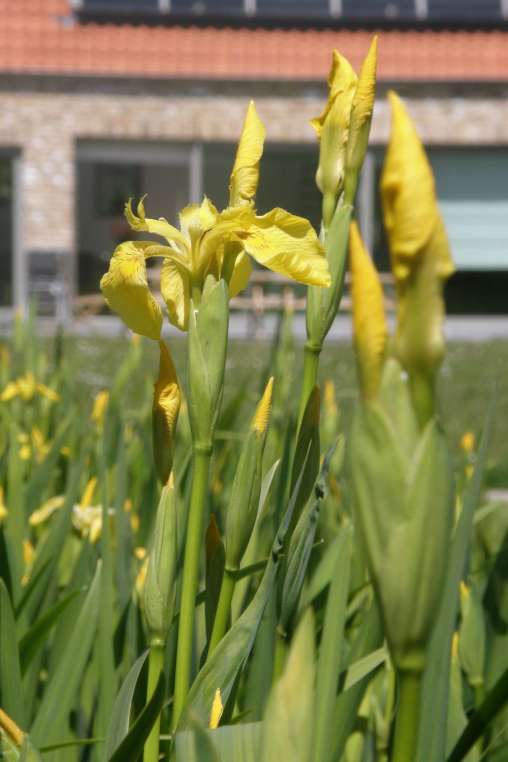 Appartement Meidoorn in Jabbeke-Image-tags.info