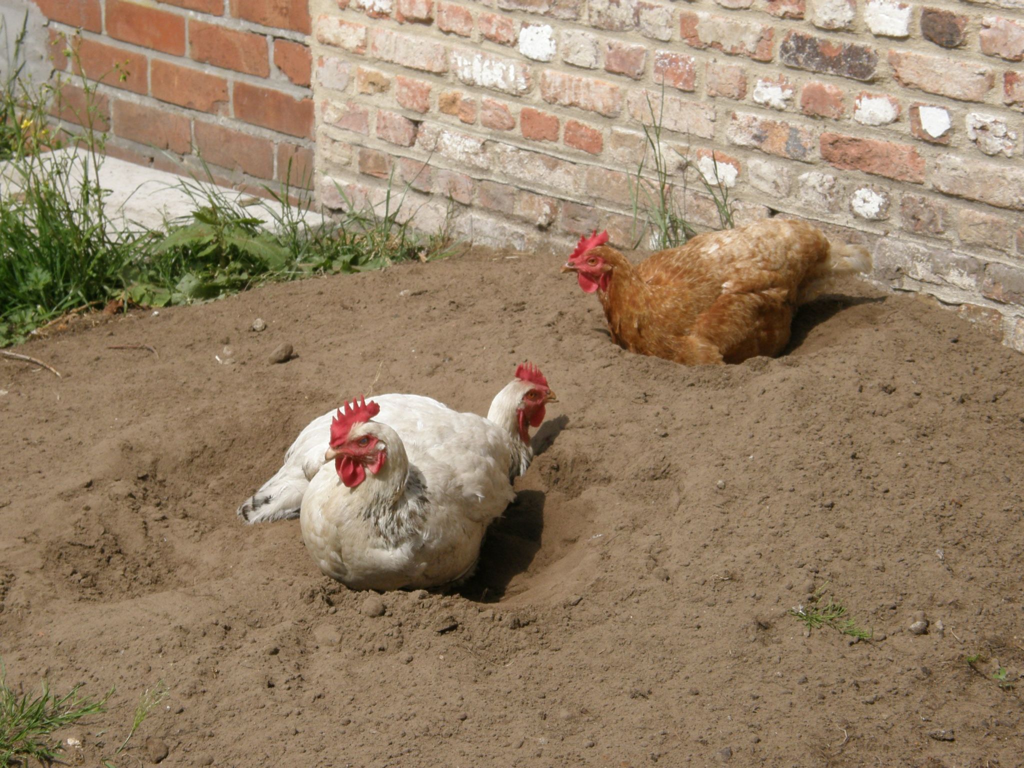 Appartement Meidoorn in Jabbeke-Image-tags.info